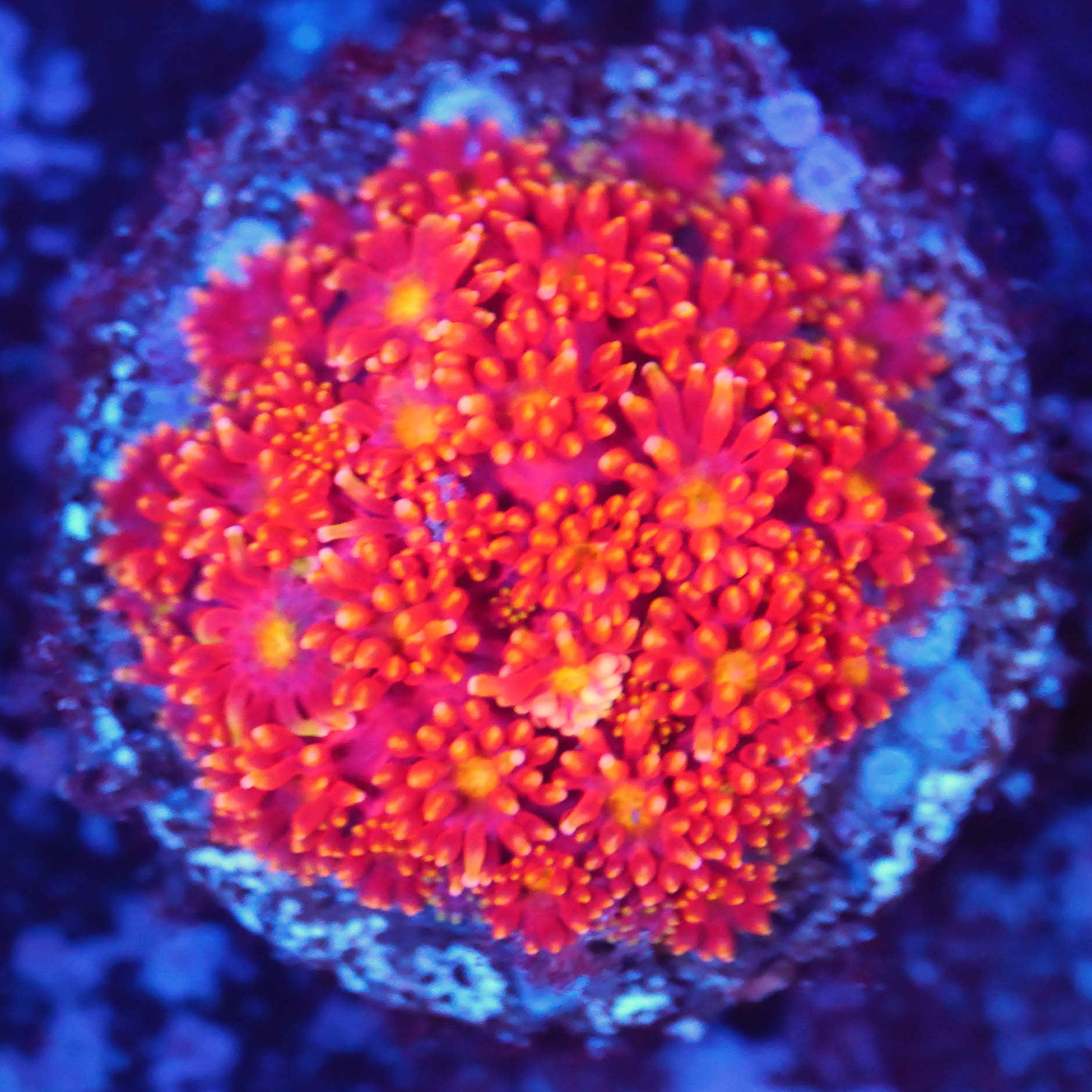 Goniopora / Bernadpora ultra orange WYSIWYG