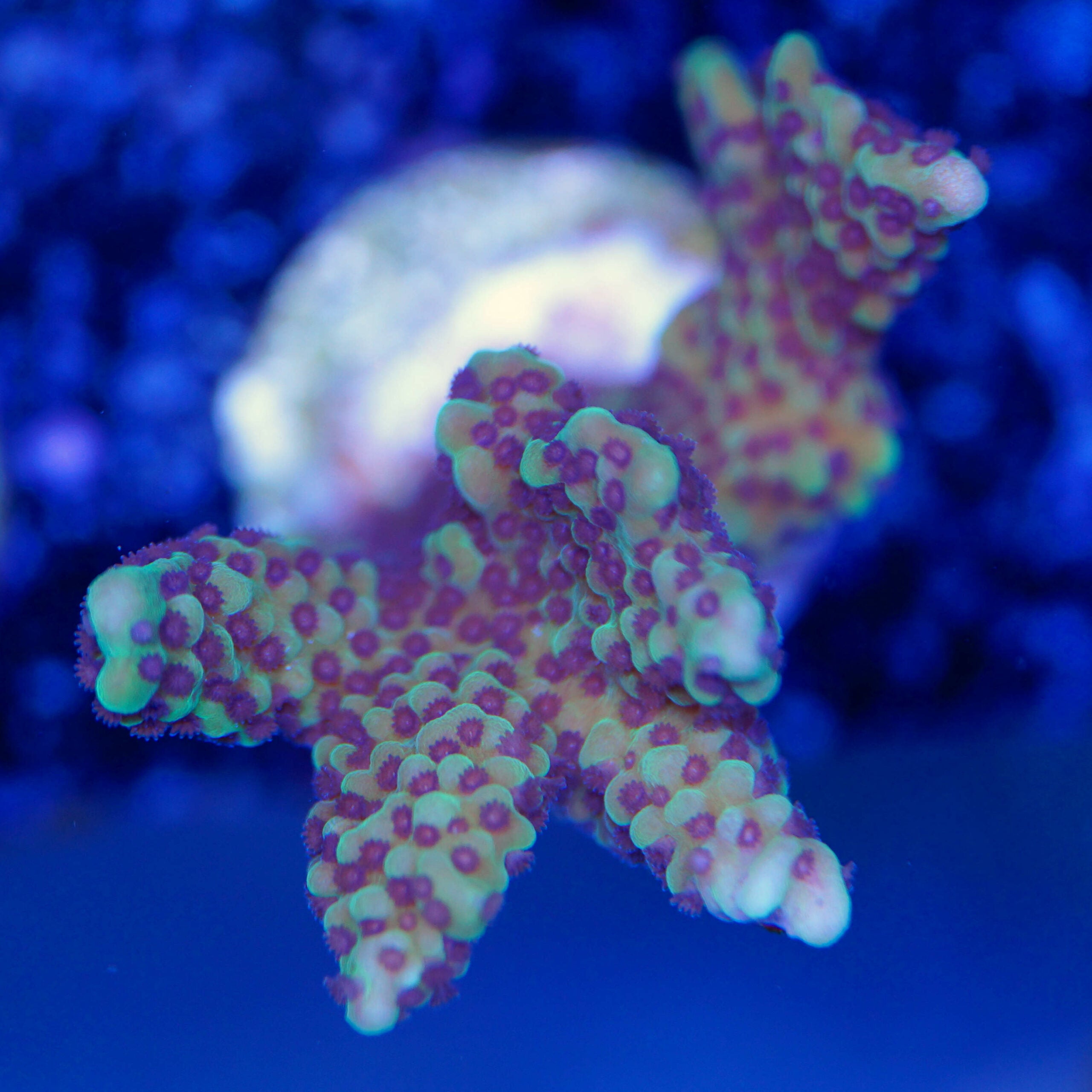 Montipora capitata