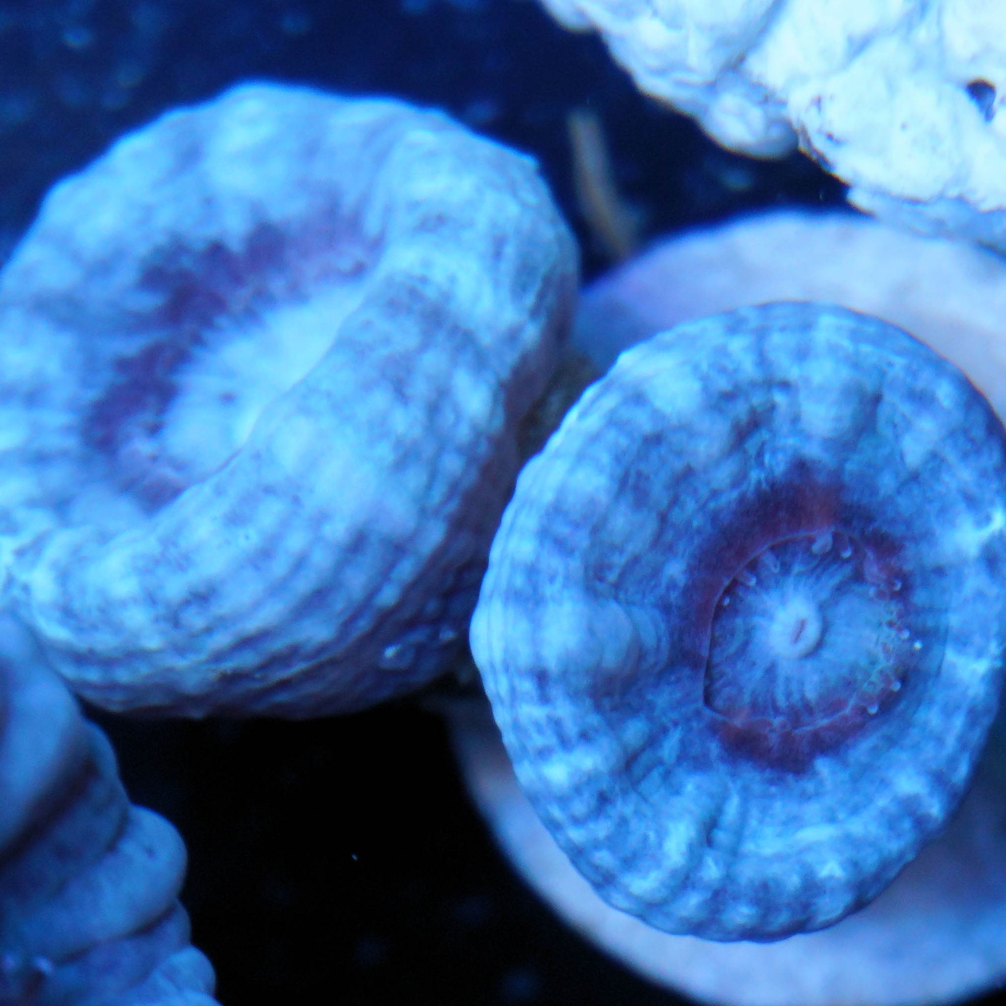 Caulastrea furcata silber - Nachzuchtkoralle