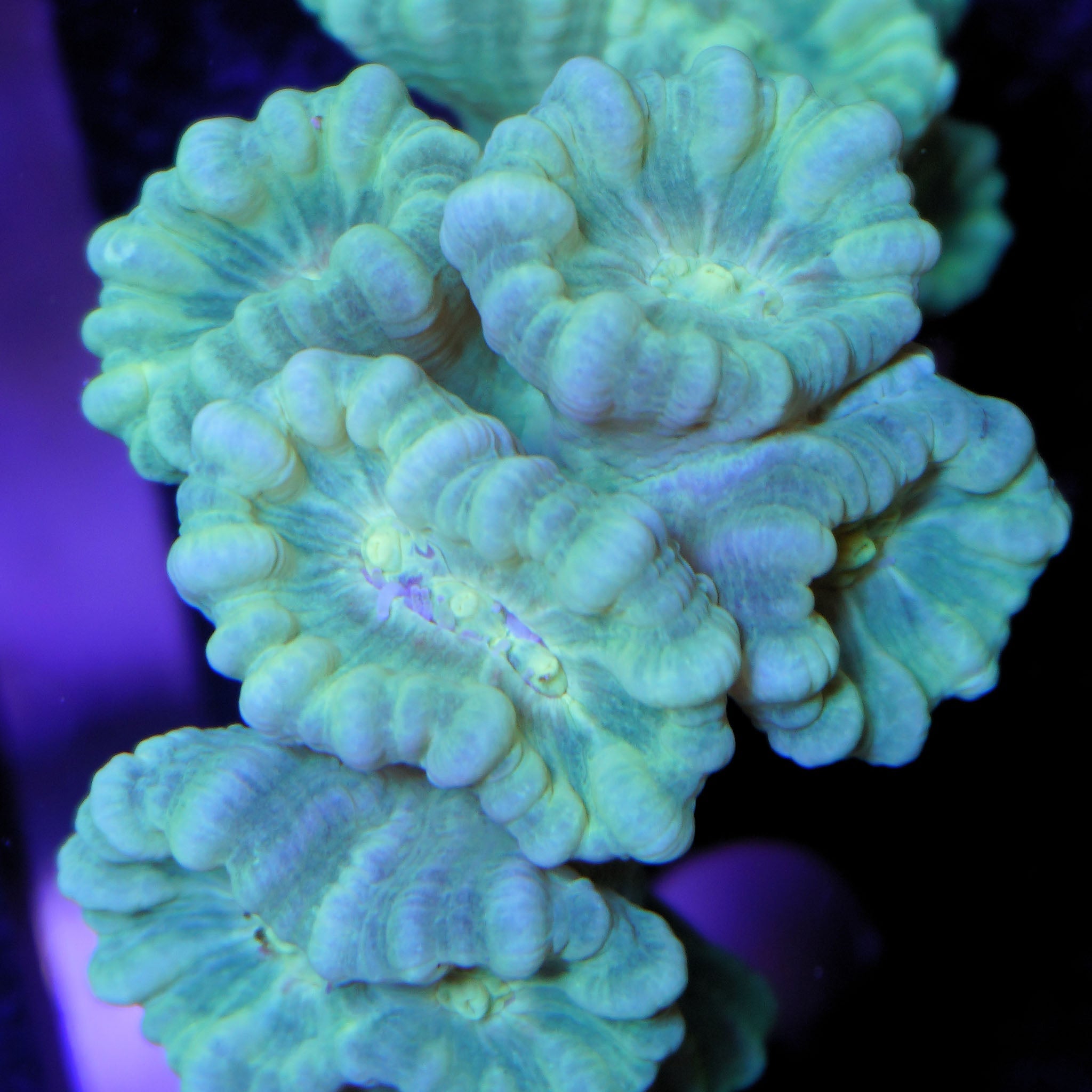 Caulastrea mint grün - Nachzuchtkoralle