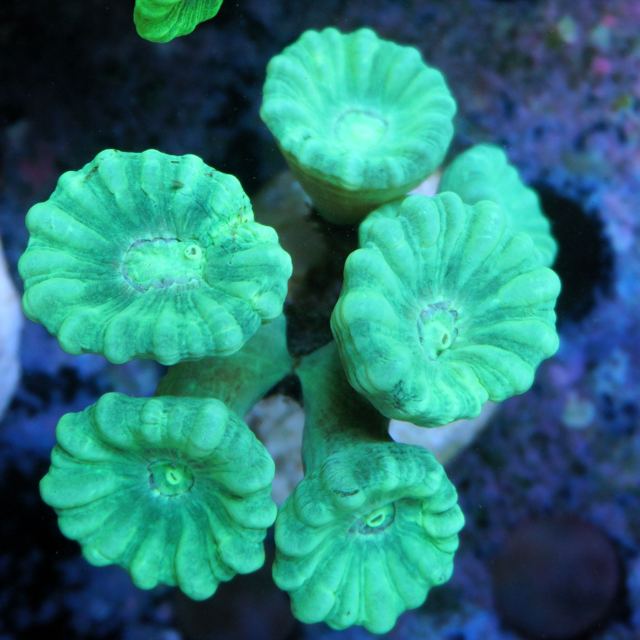 Caulastrea mint grün - Nachzuchtkoralle