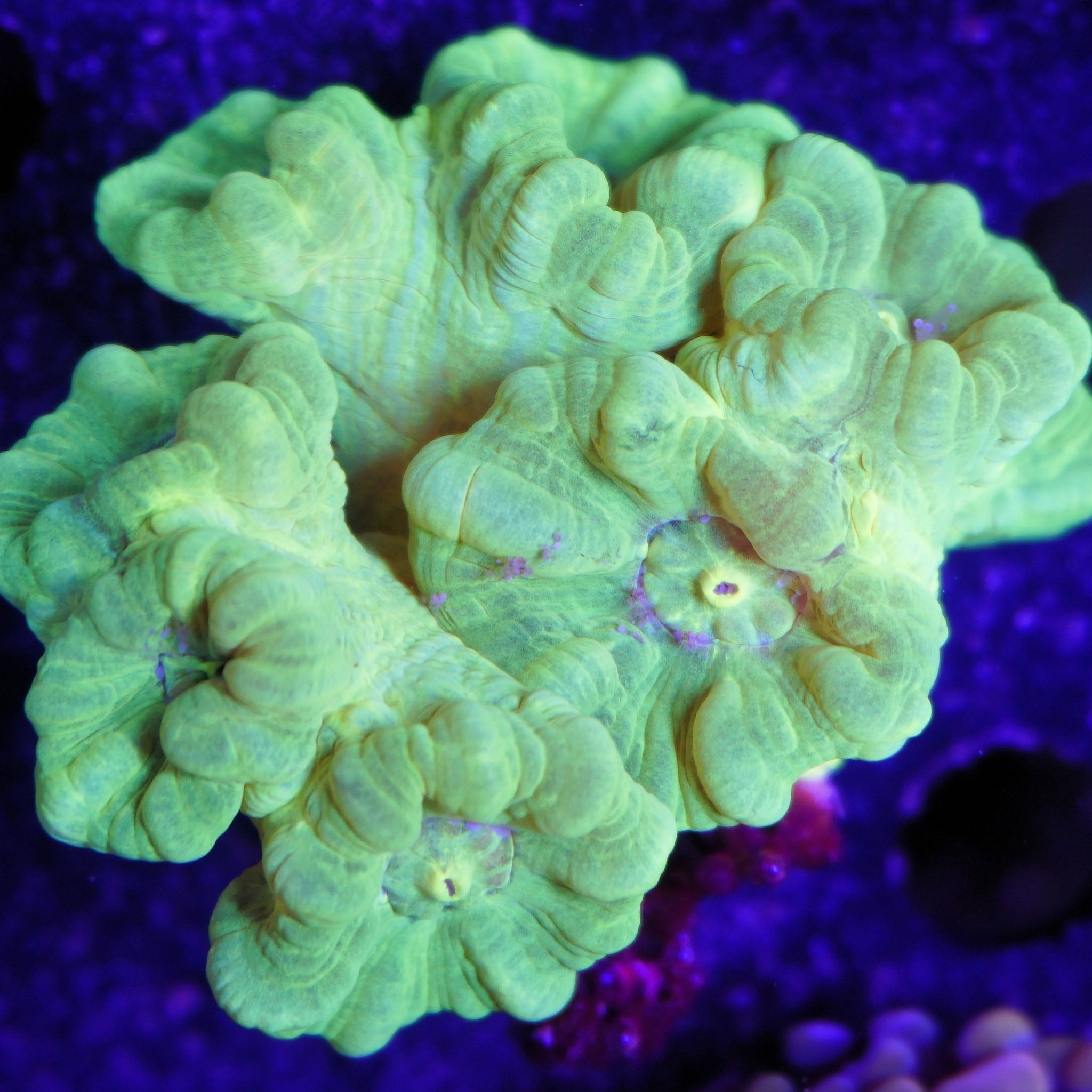 Caulastrea neon grün - Nachzuchtkoralle