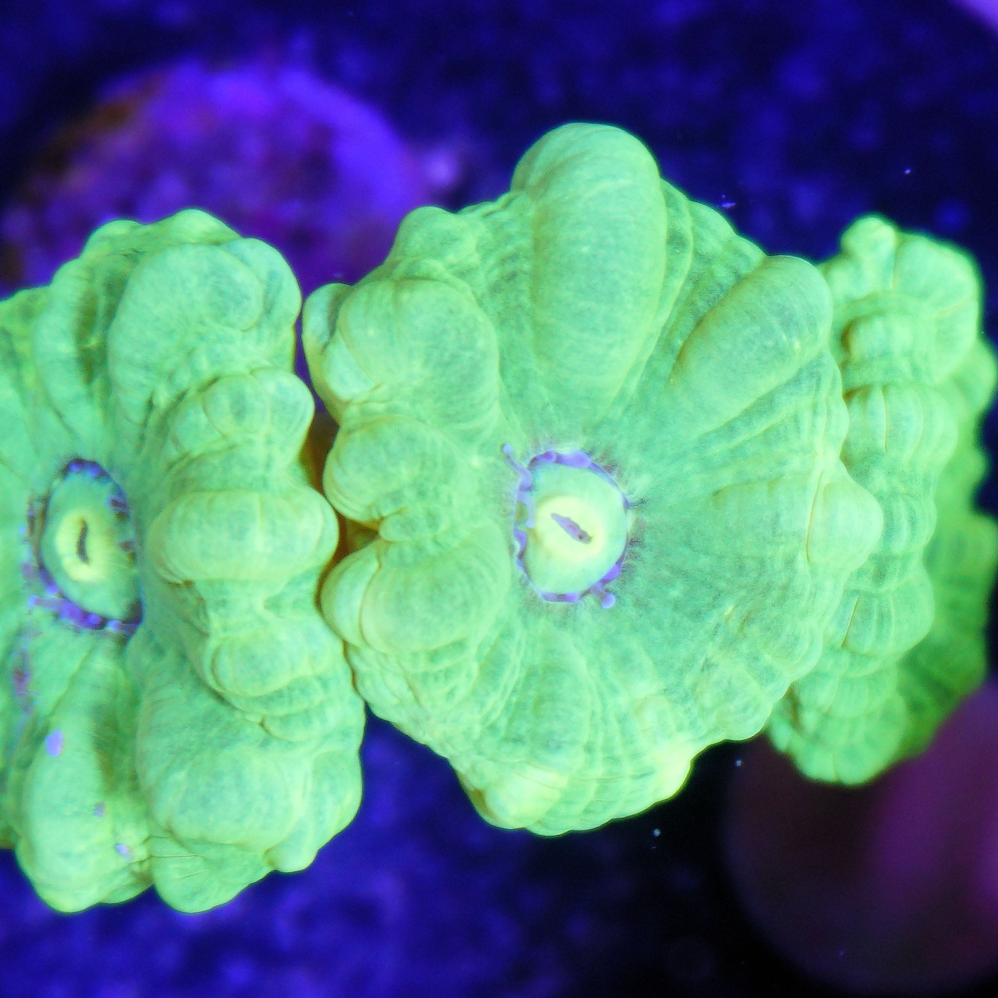 Caulastrea neon grün - Nachzuchtkoralle