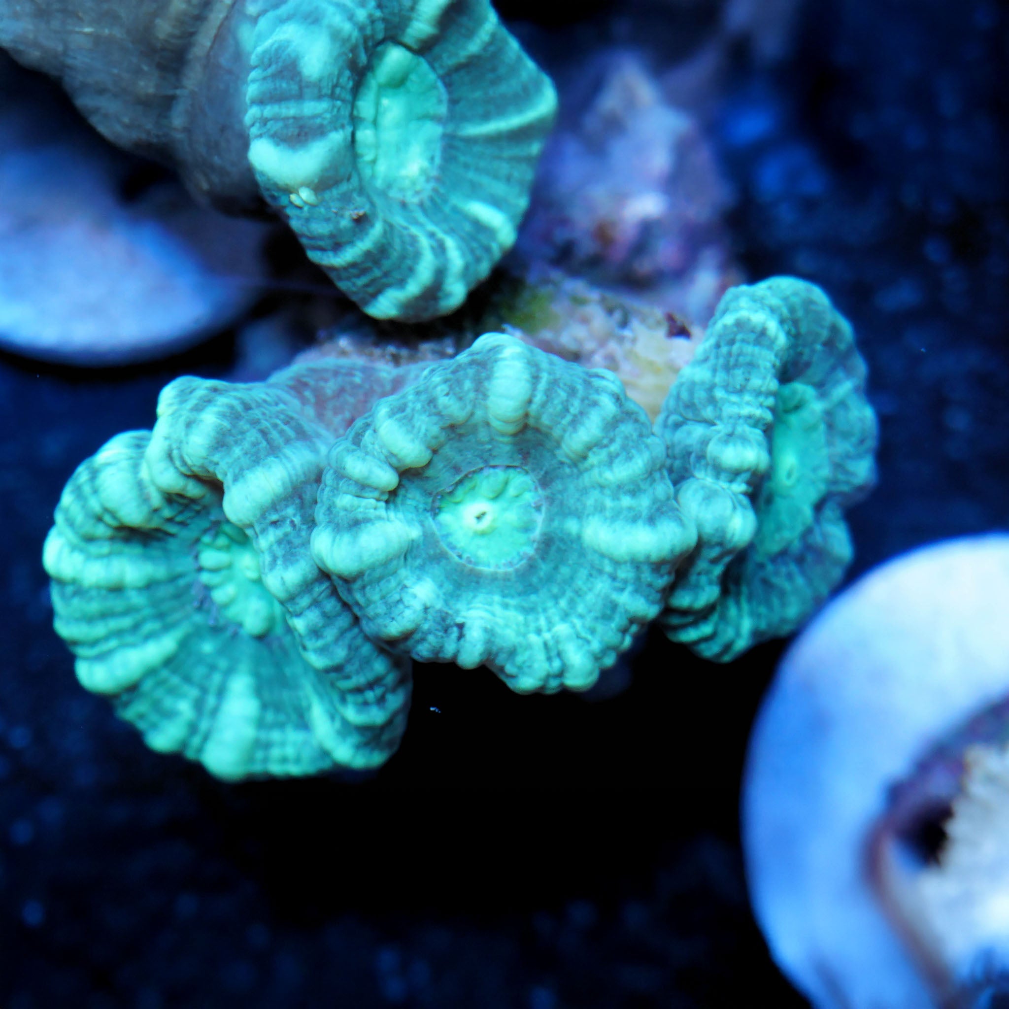 Caulastrea stripes - Nachzuchtkoralle