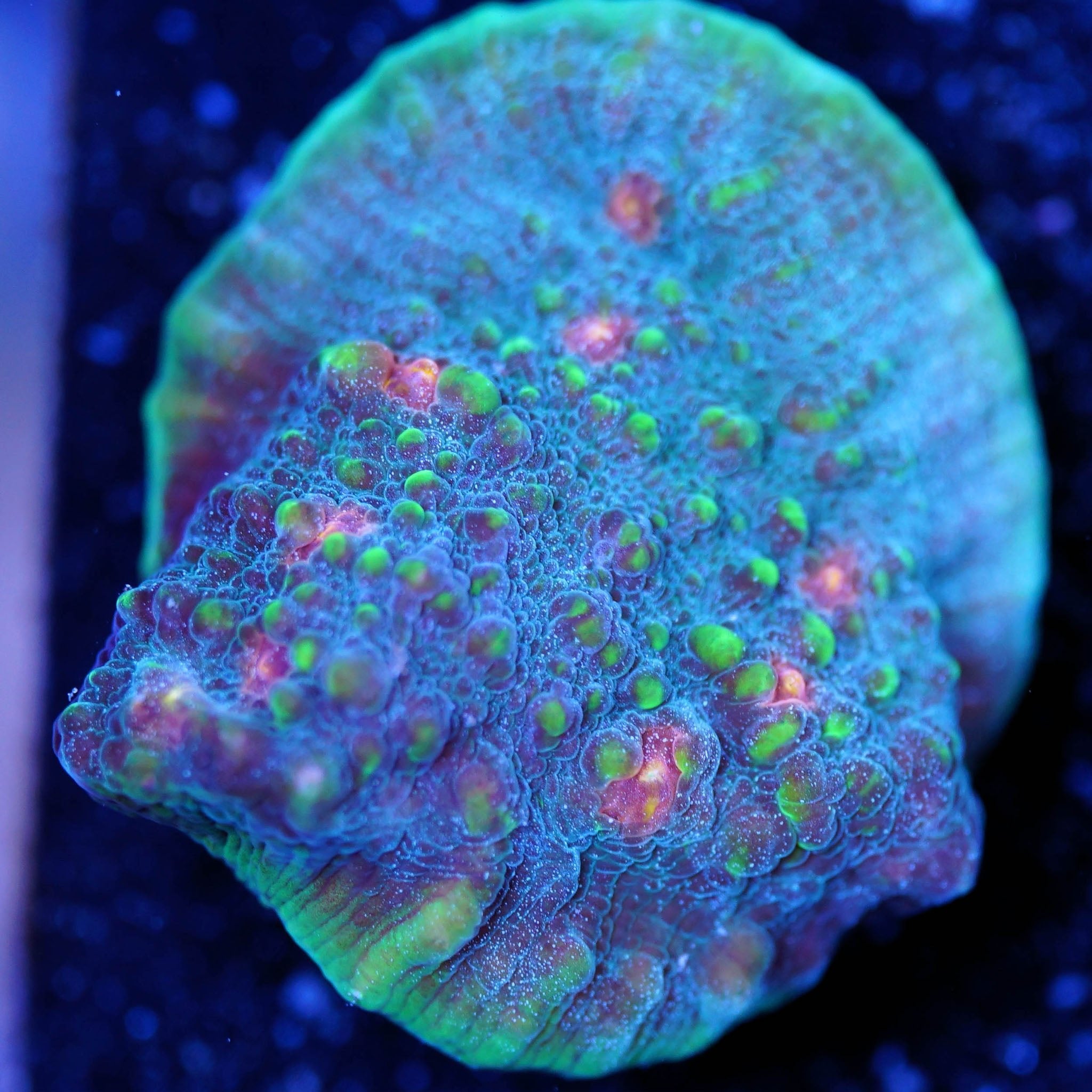 Chalice My Miami - Nachzuchtkoralle