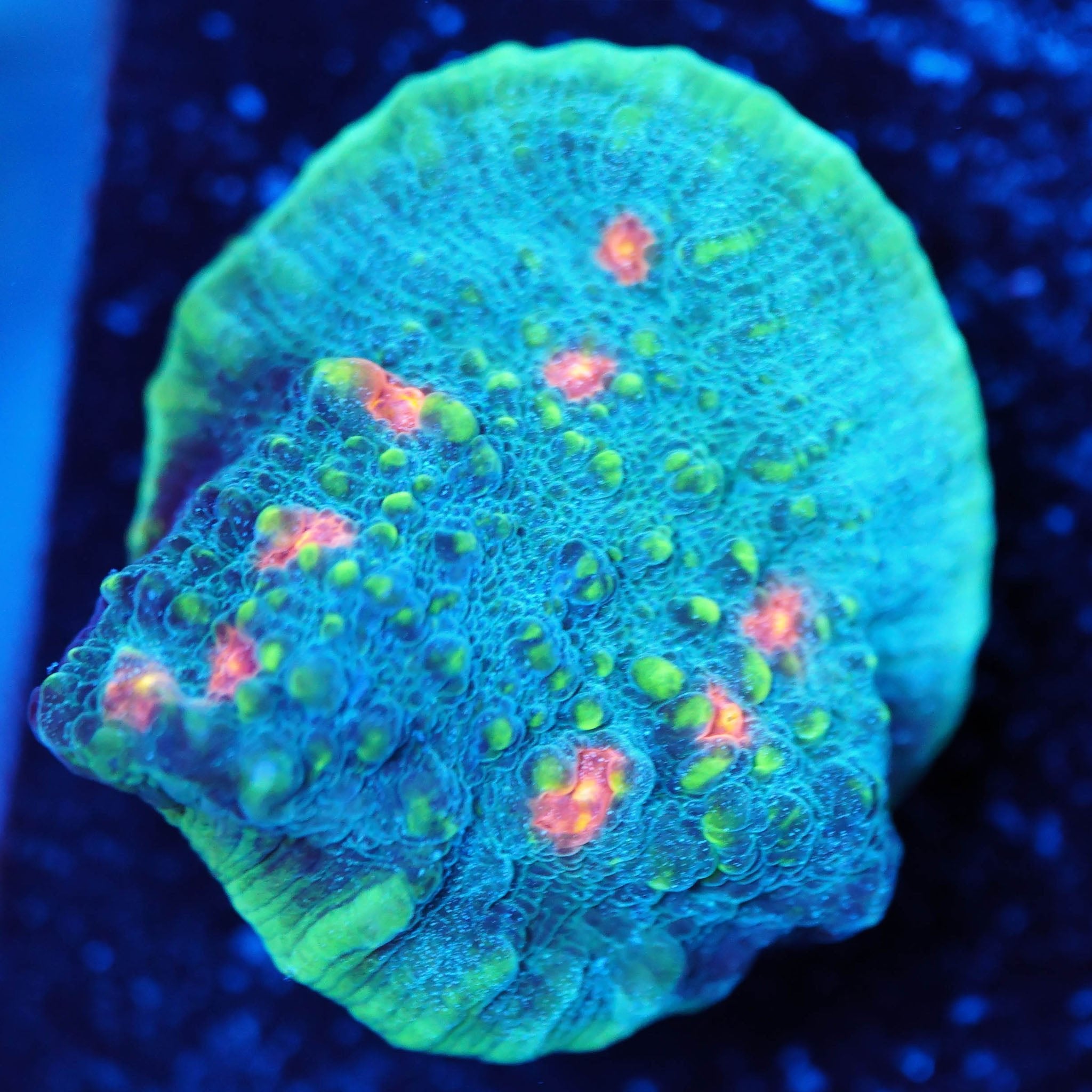 Chalice My Miami - Nachzuchtkoralle