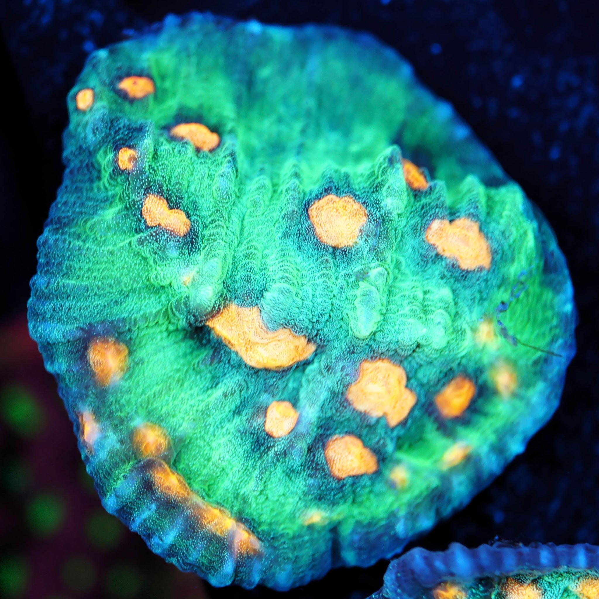 Chalice Raja Rampage - Nachzuchtkoralle