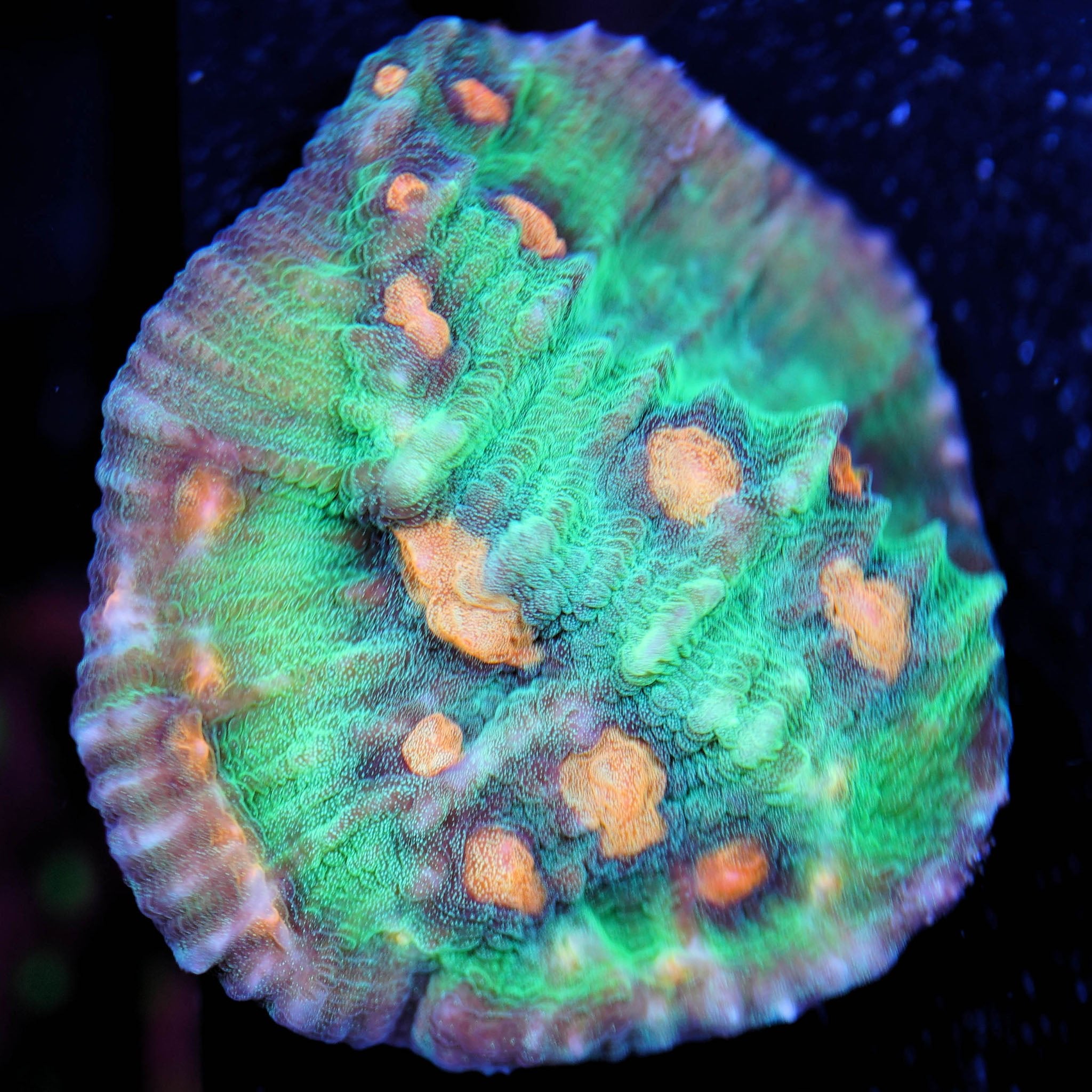 Chalice Raja Rampage - Nachzuchtkoralle