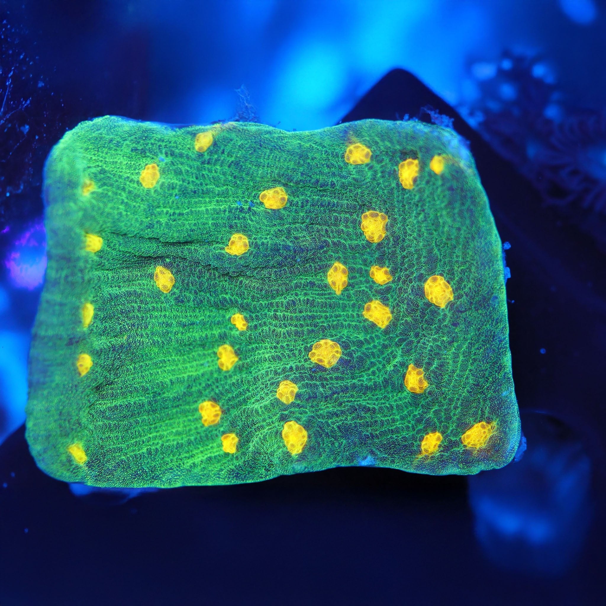 Chalice Space Invader - Nachzuchtkoralle