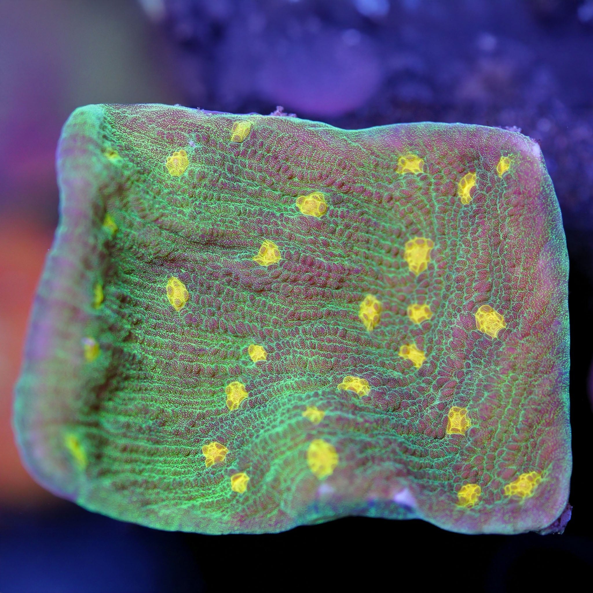 Chalice Space Invader - Nachzuchtkoralle