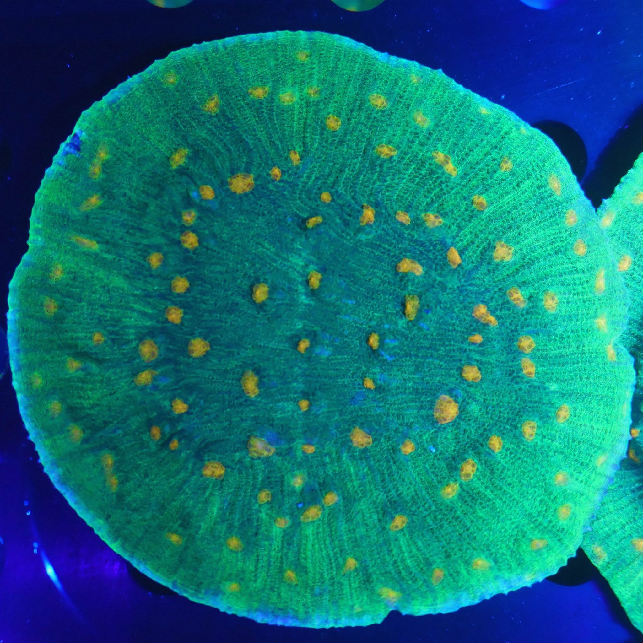 Chalice Space invader XXL - Nachzuchtkoralle