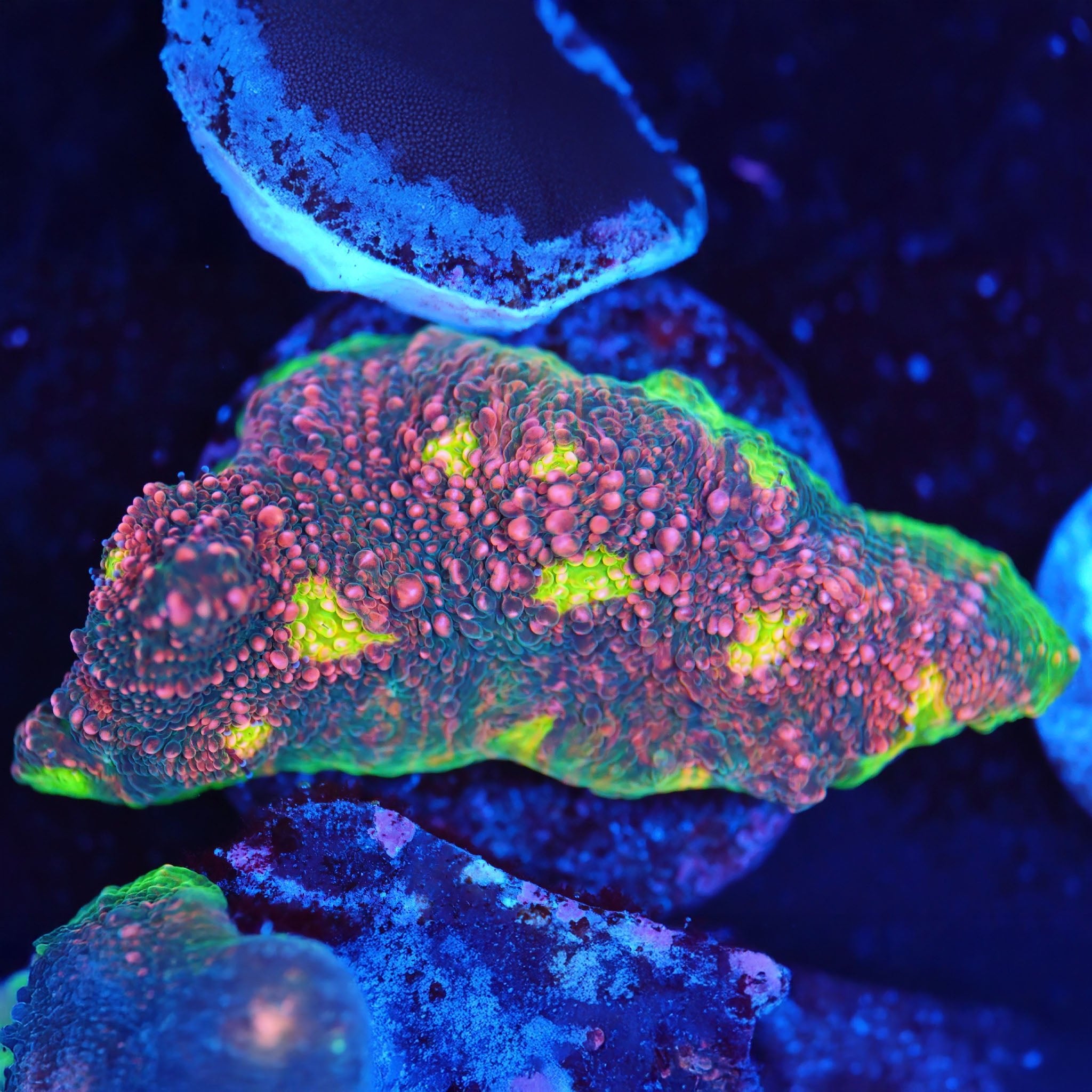 Chalice Watermelon - Nachzuchtkoralle