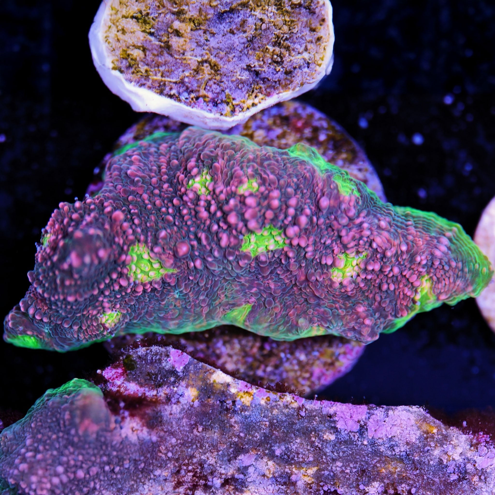 Chalice Watermelon - Nachzuchtkoralle