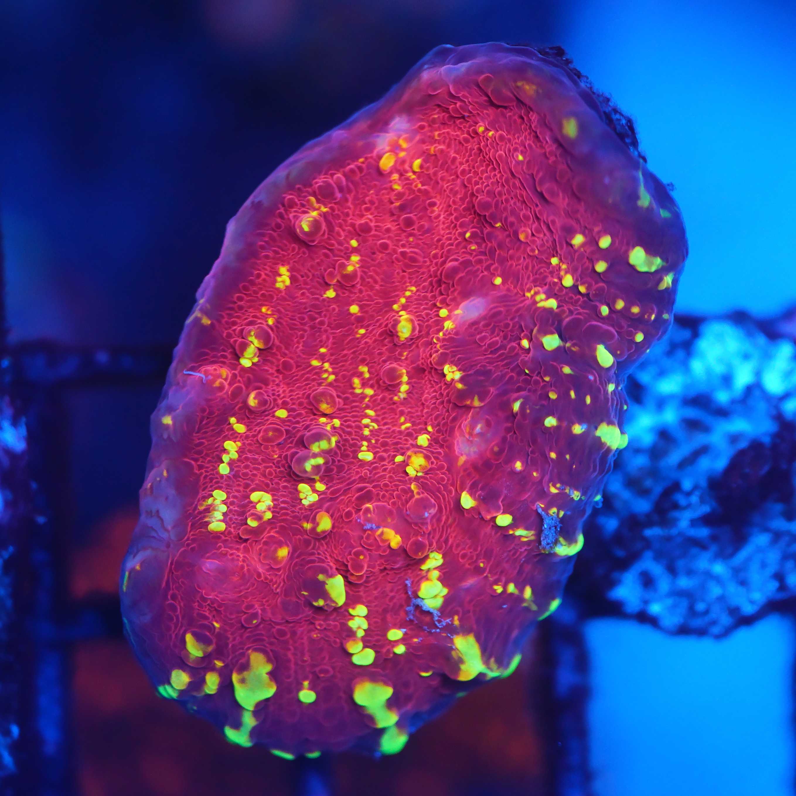 Chalice Goldmeister Nachzucht Ableger unter Blaulicht mit Filter