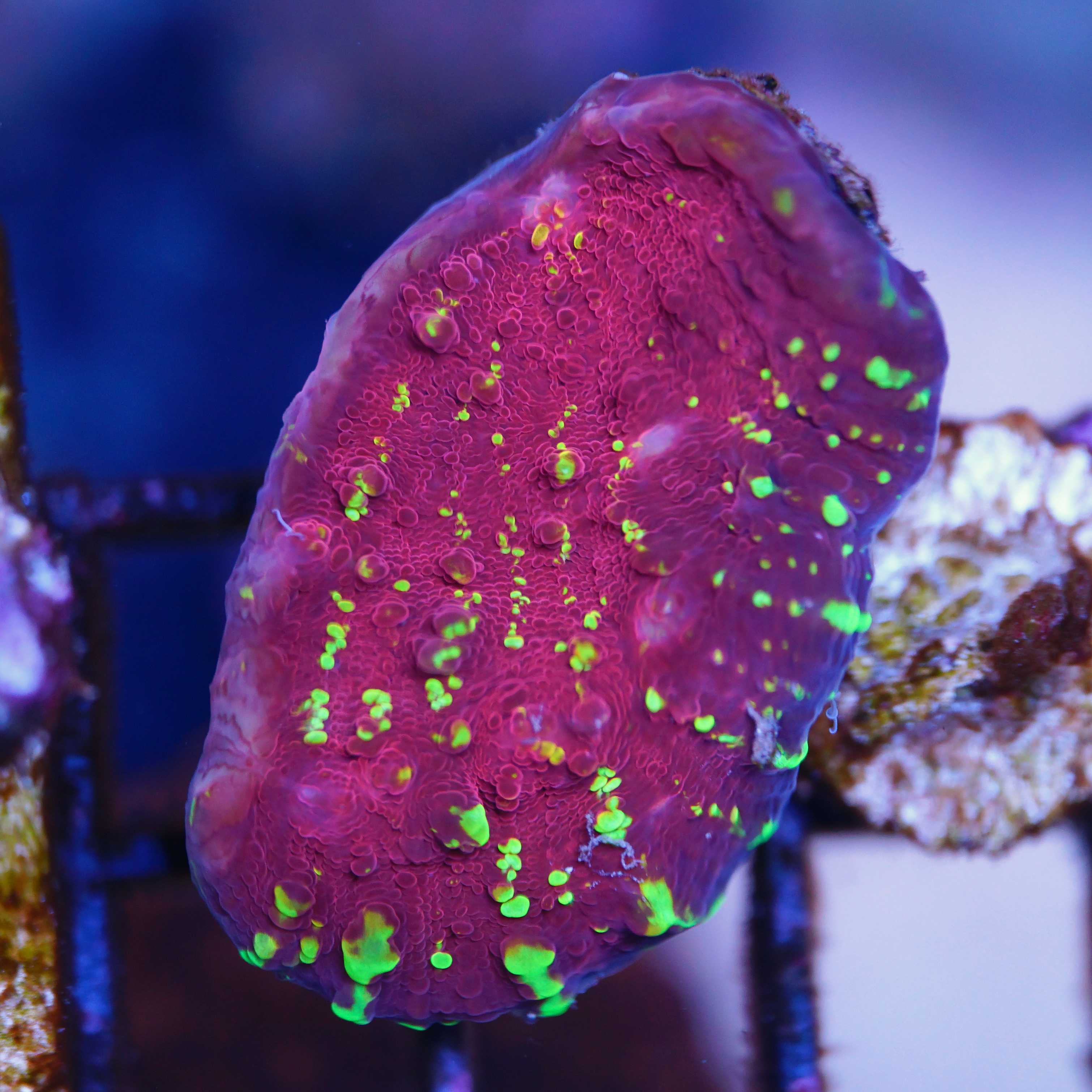 Chalice Goldmeister Ableger aus Nachzucht unter Tageslicht.