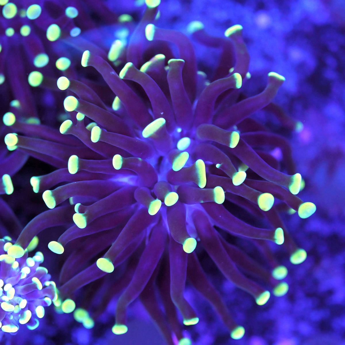 Euphyllia cristata golden tip