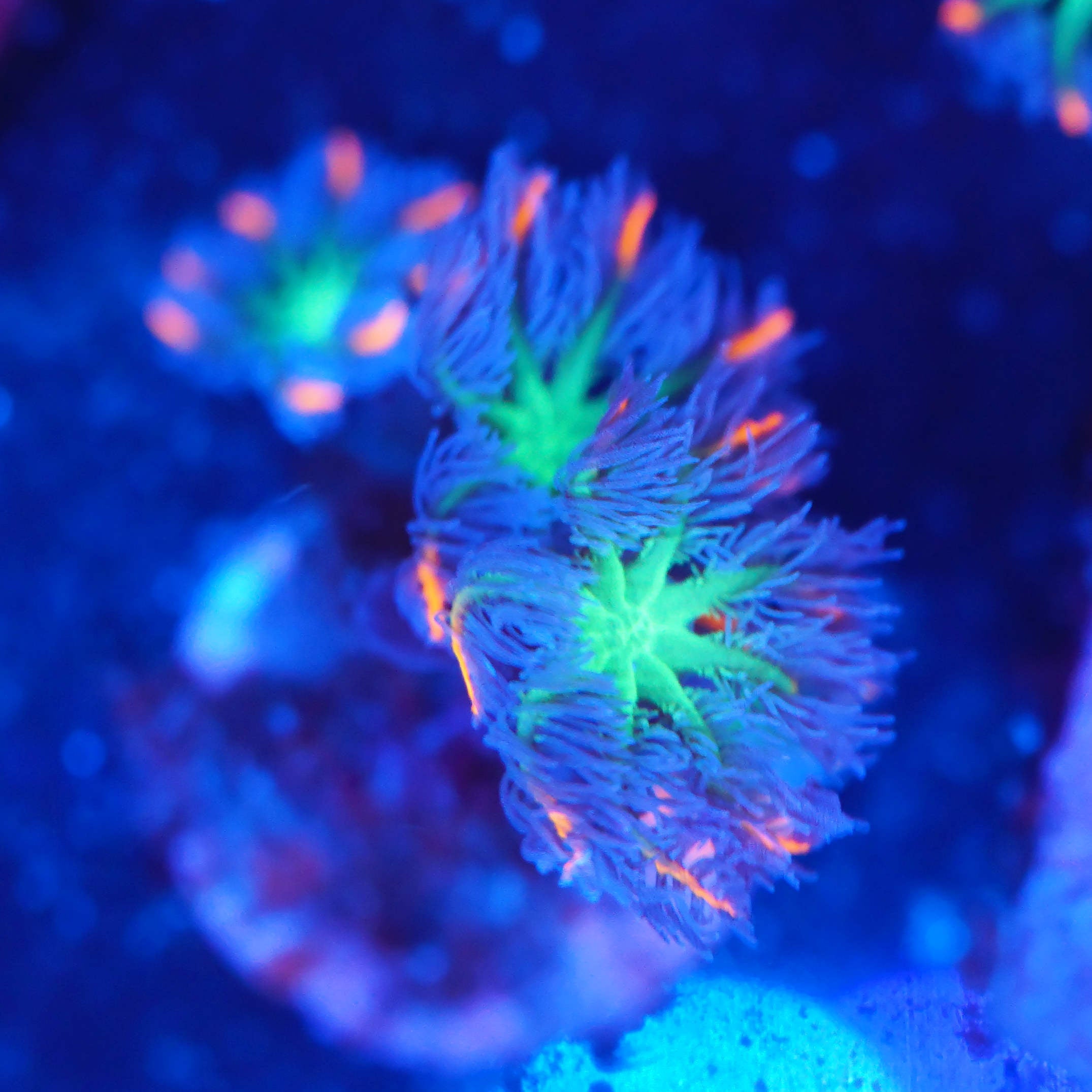 Clavularia tri-color