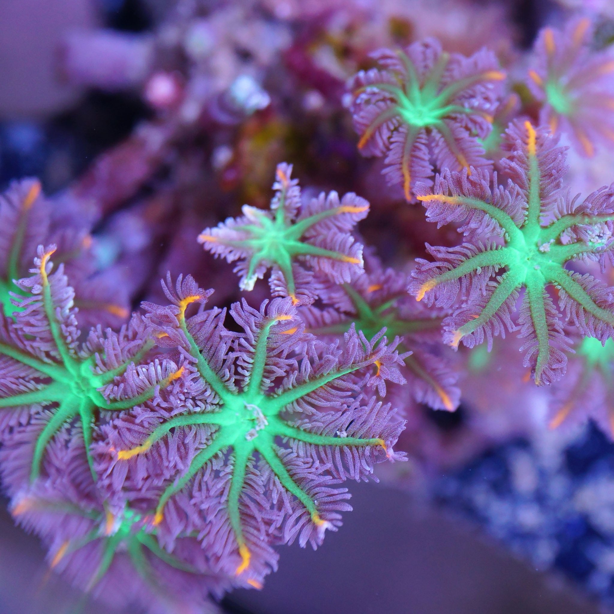 Clavularia tri - color - Nachzuchtkoralle