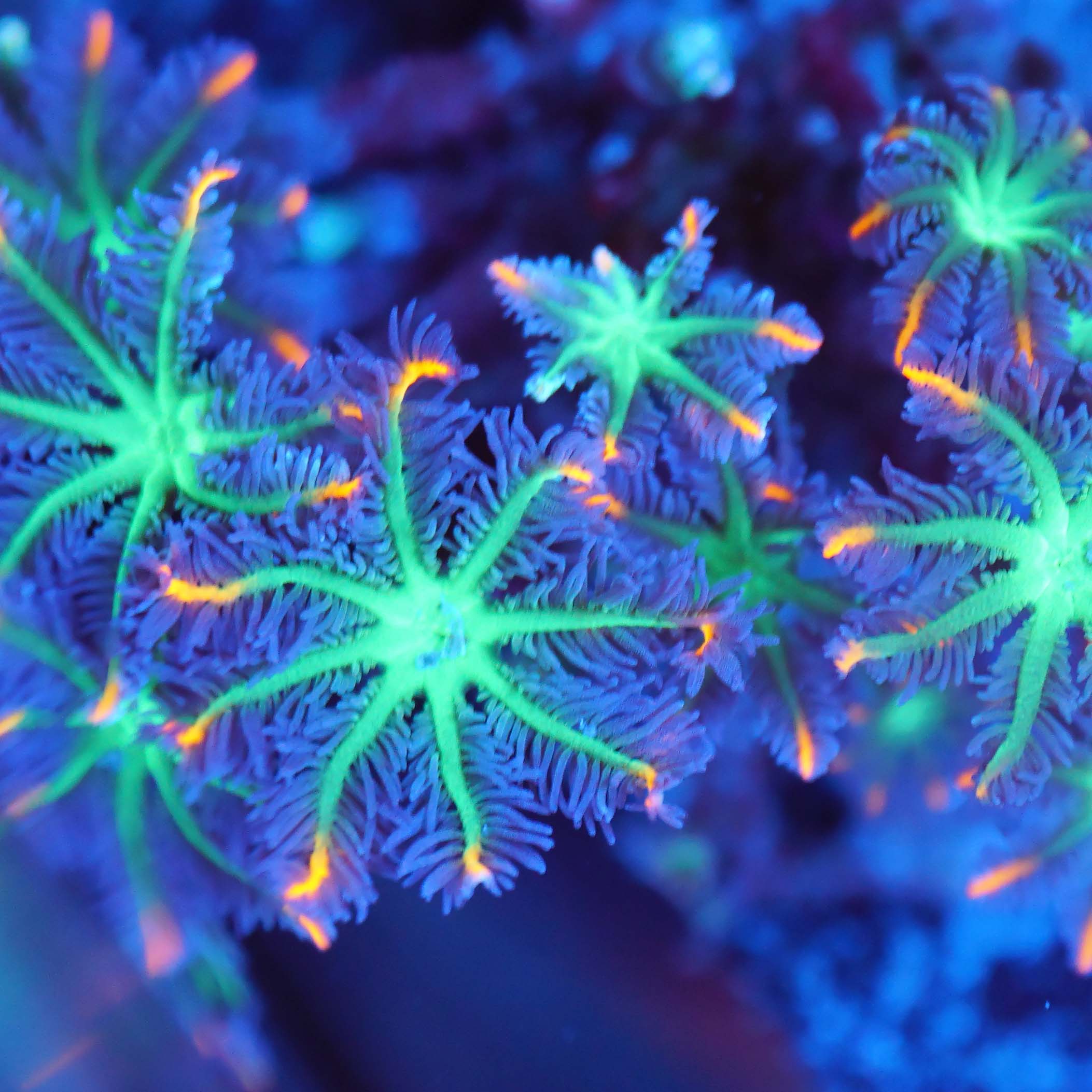 Weichkorallenableger einer Clavularia viridis tricolor aus Nachzucht