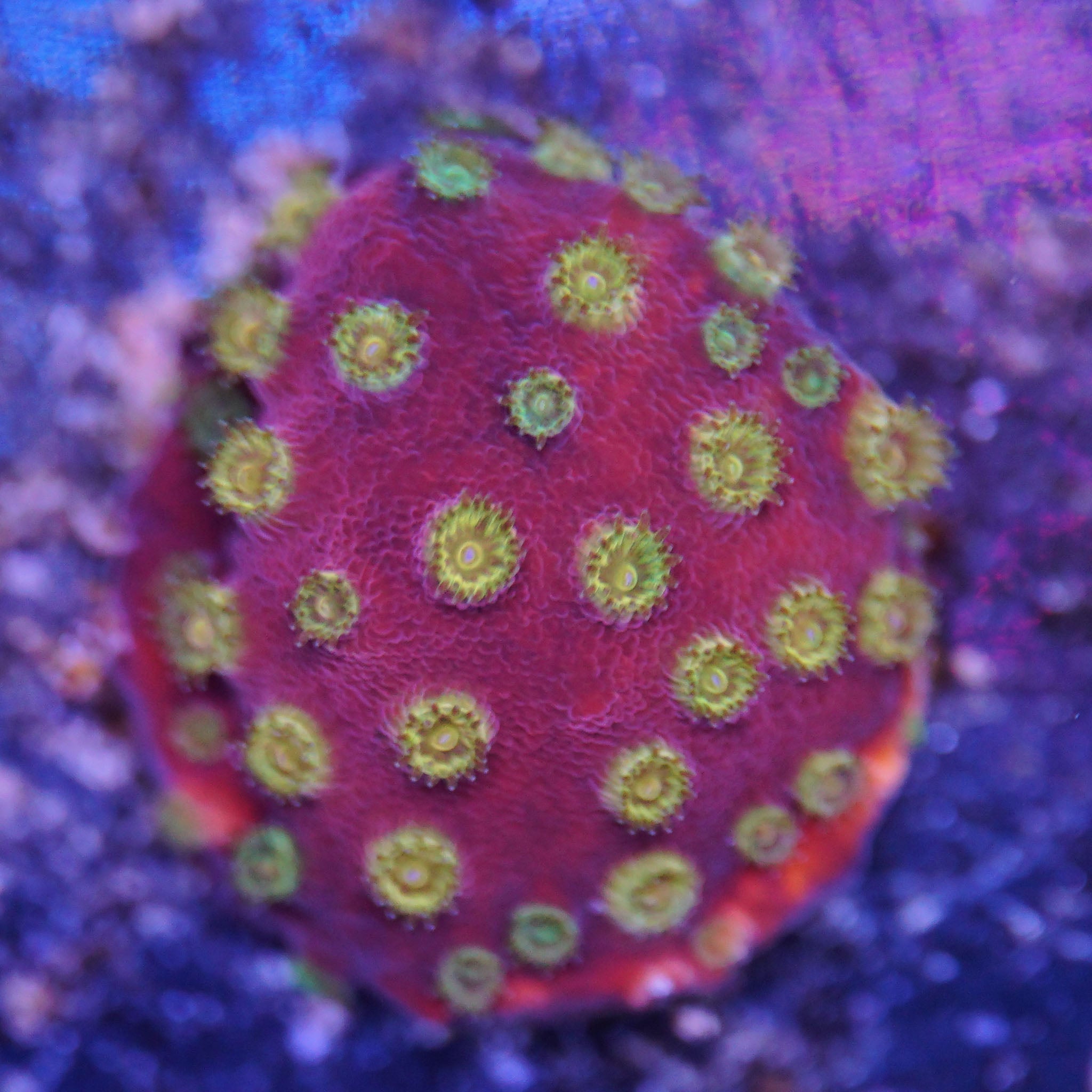 Cyphastrea gold - Nachzuchtkoralle