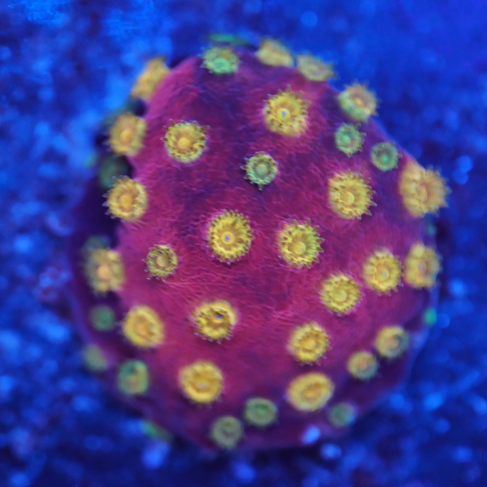 Cyphastrea gold - Nachzuchtkoralle