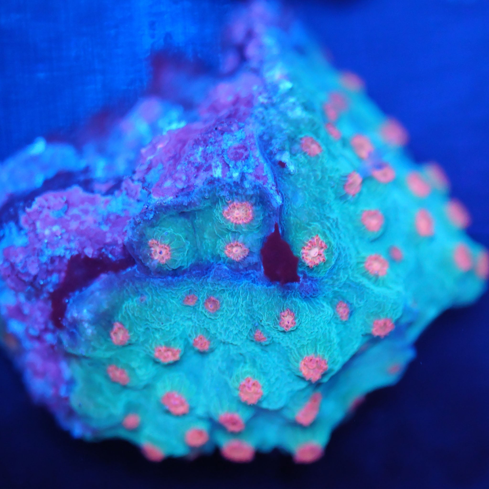 Cyphastrea meteor shower - Nachzuchtkoralle