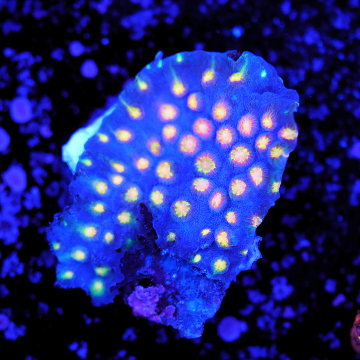 Cyphastrea rainbow madness