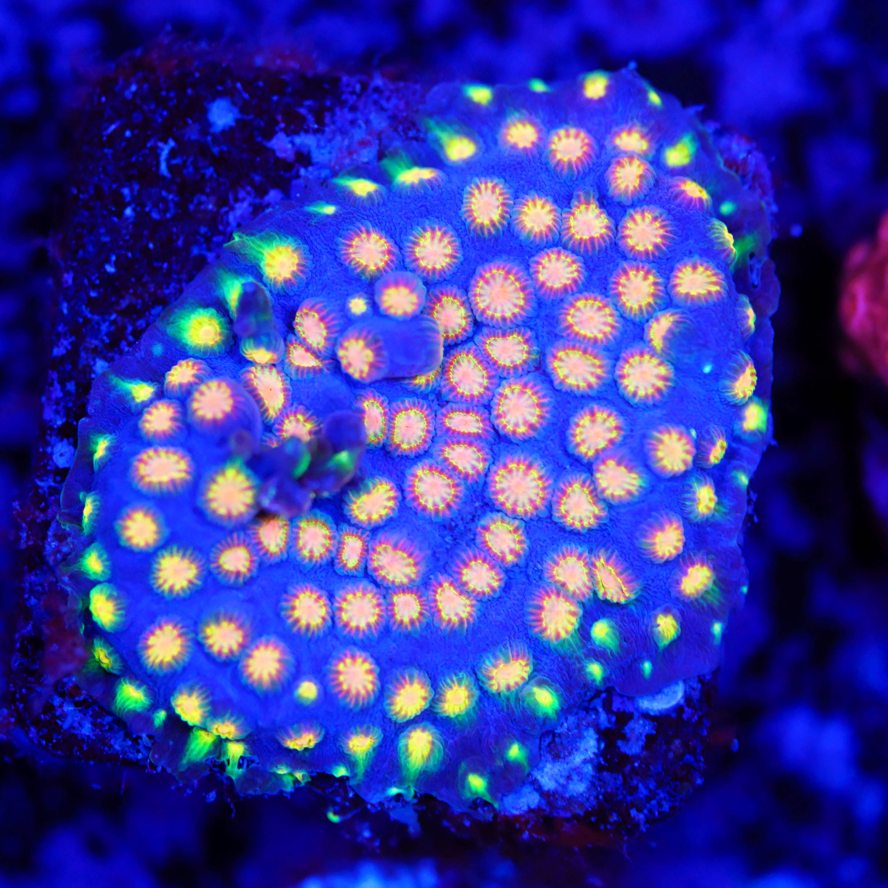Cyphastrea rainbow madness