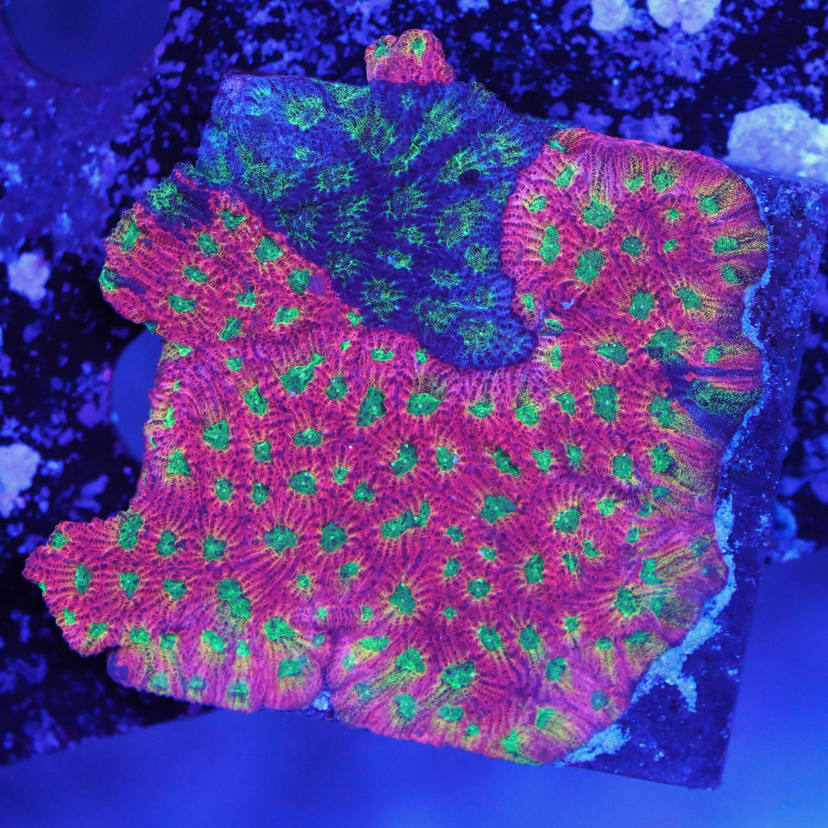Favia day glow grafted (XL) WYSIWYG