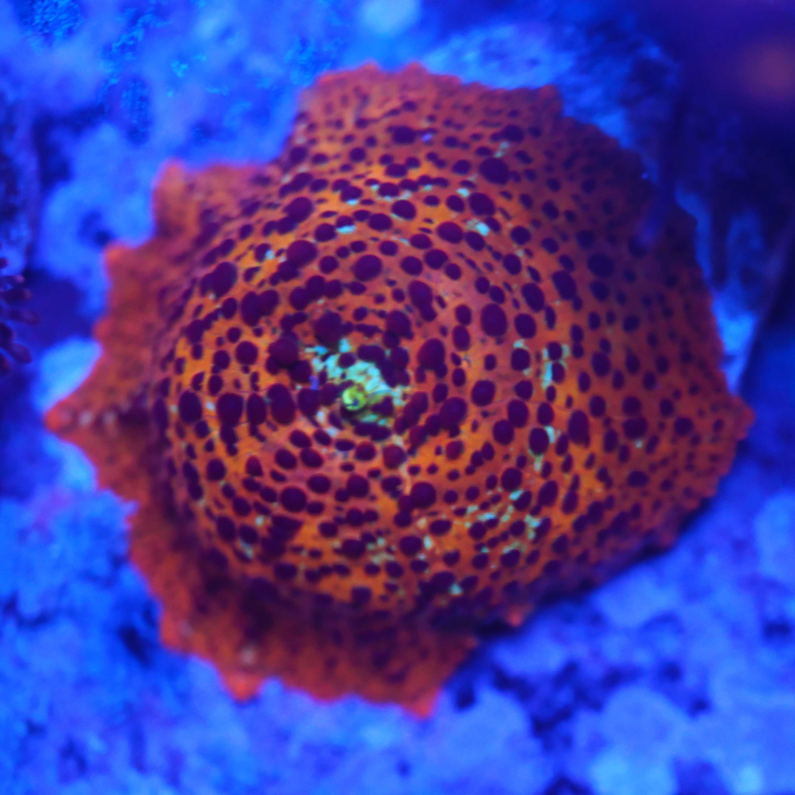 Discosoma leopard blaulichtfoto