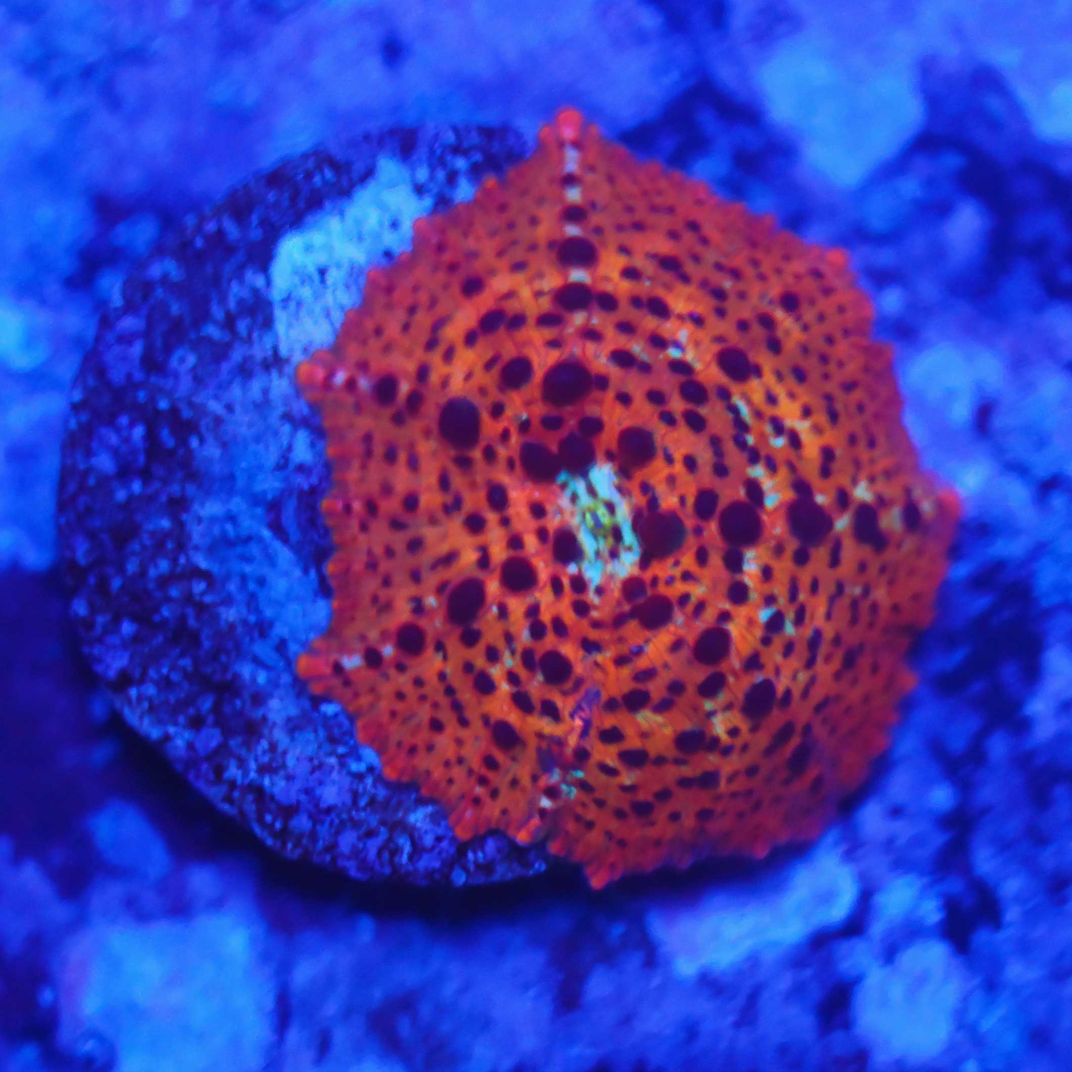 Discosoma leopard blaulichtfoto