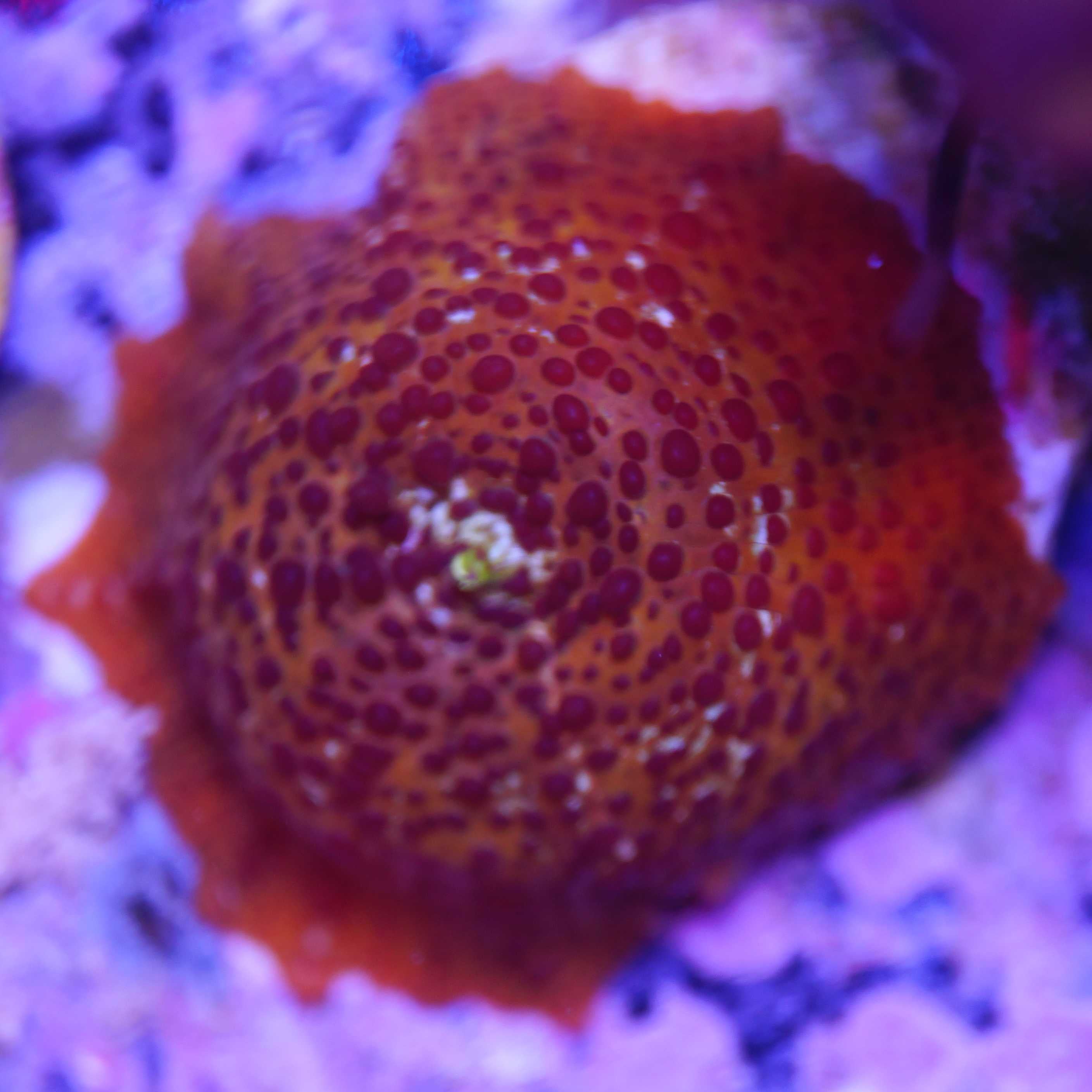 Discosoma golden leopard