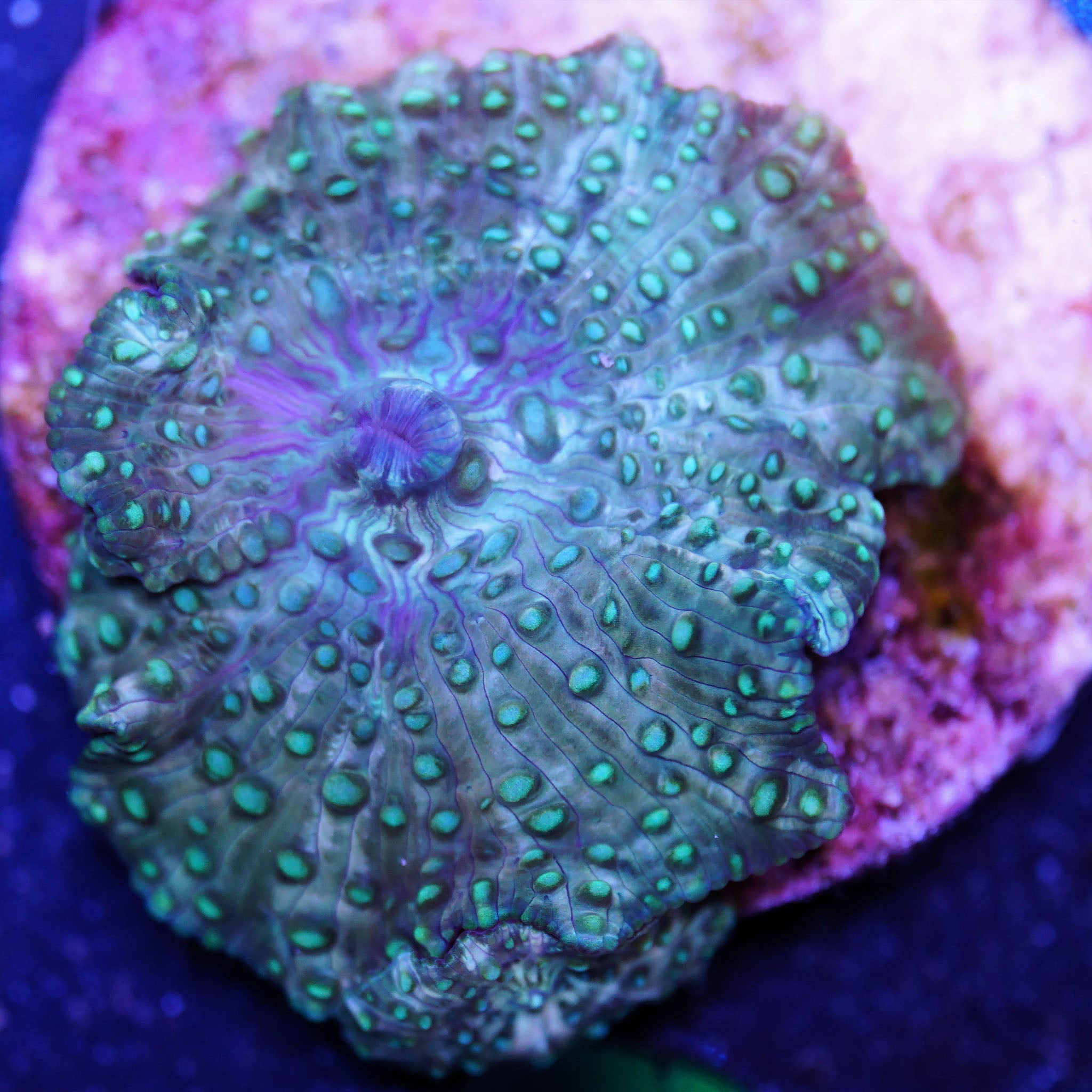 Discosoma Scheibenanemone grün - Nachzuchtkoralle