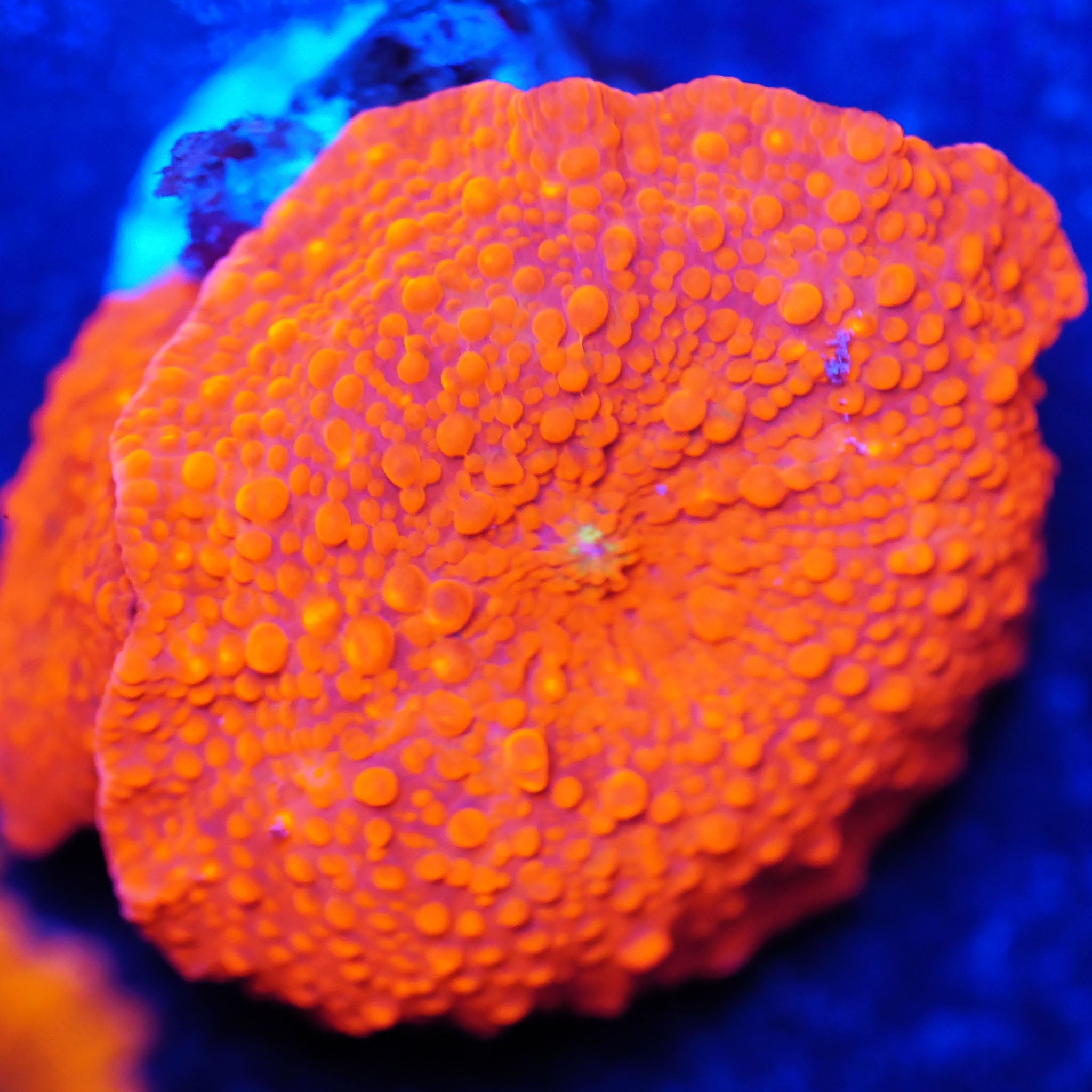 Discosoma Scheibenanemone ultra rot - Nachzuchtkoralle