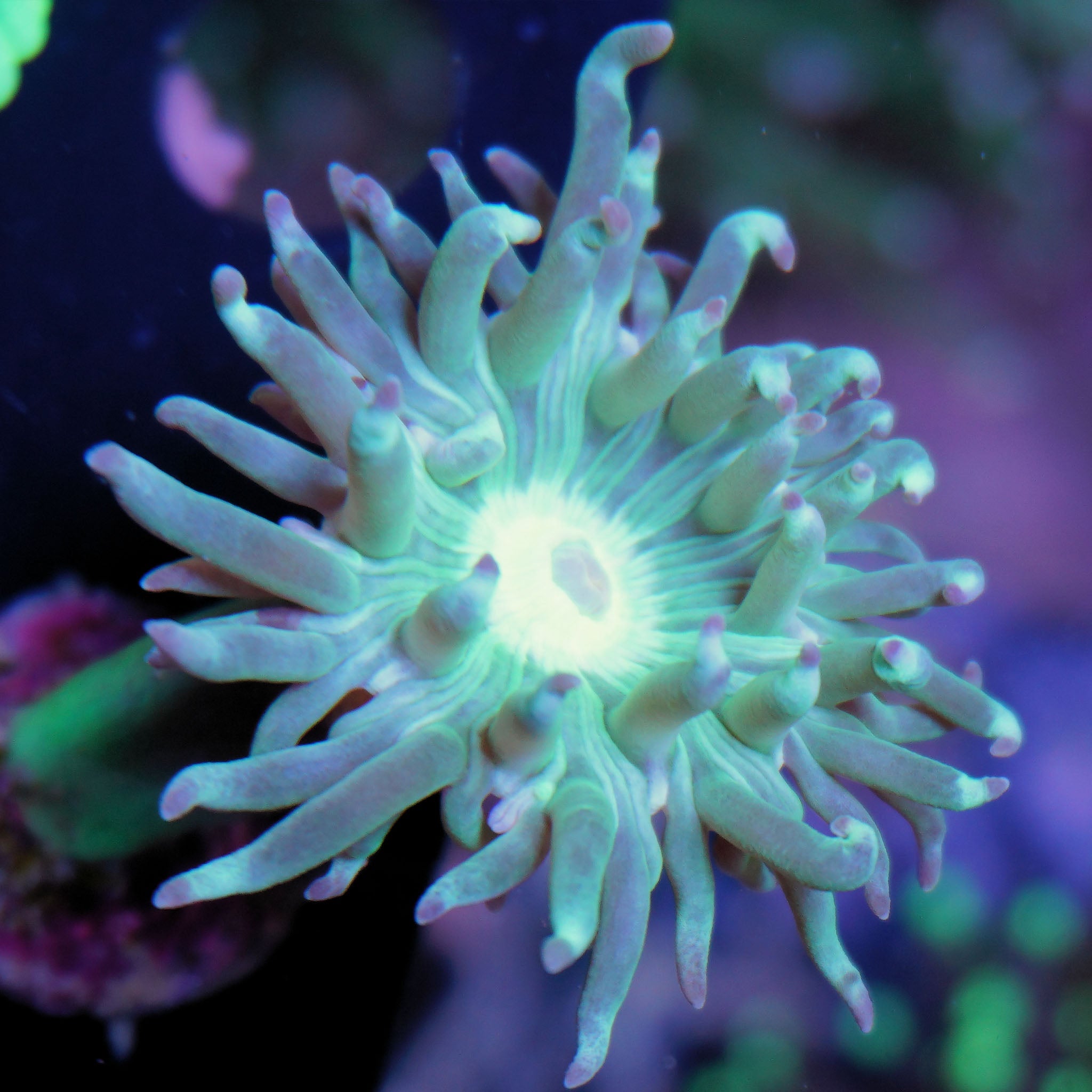 Duncanopsamia Bartkoralle - Nachzuchtkoralle