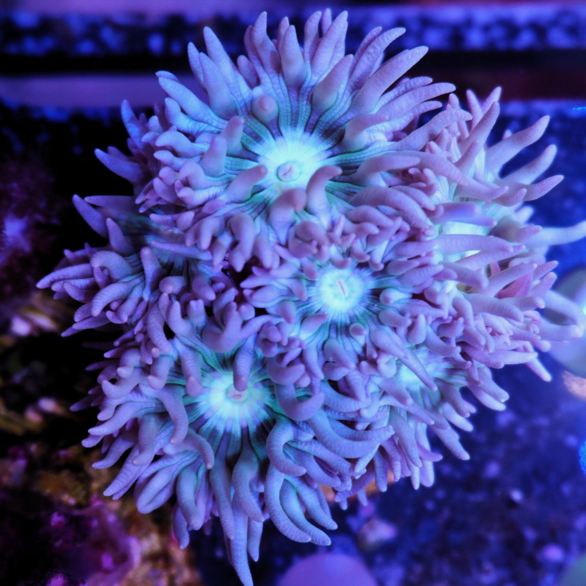 Duncanopsamia Bartkoralle - Nachzuchtkoralle