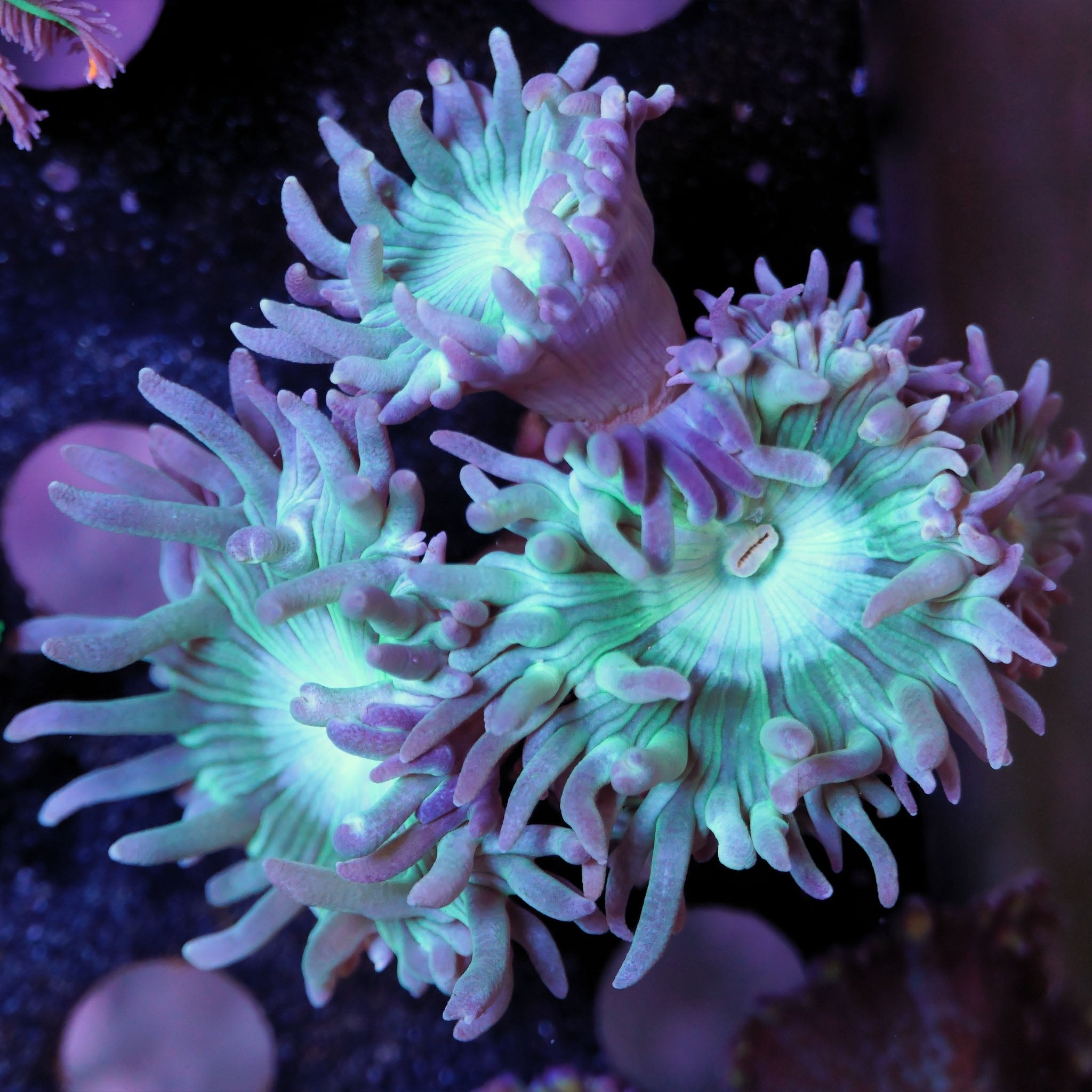 Duncanopsamia Bartkoralle - Nachzuchtkoralle