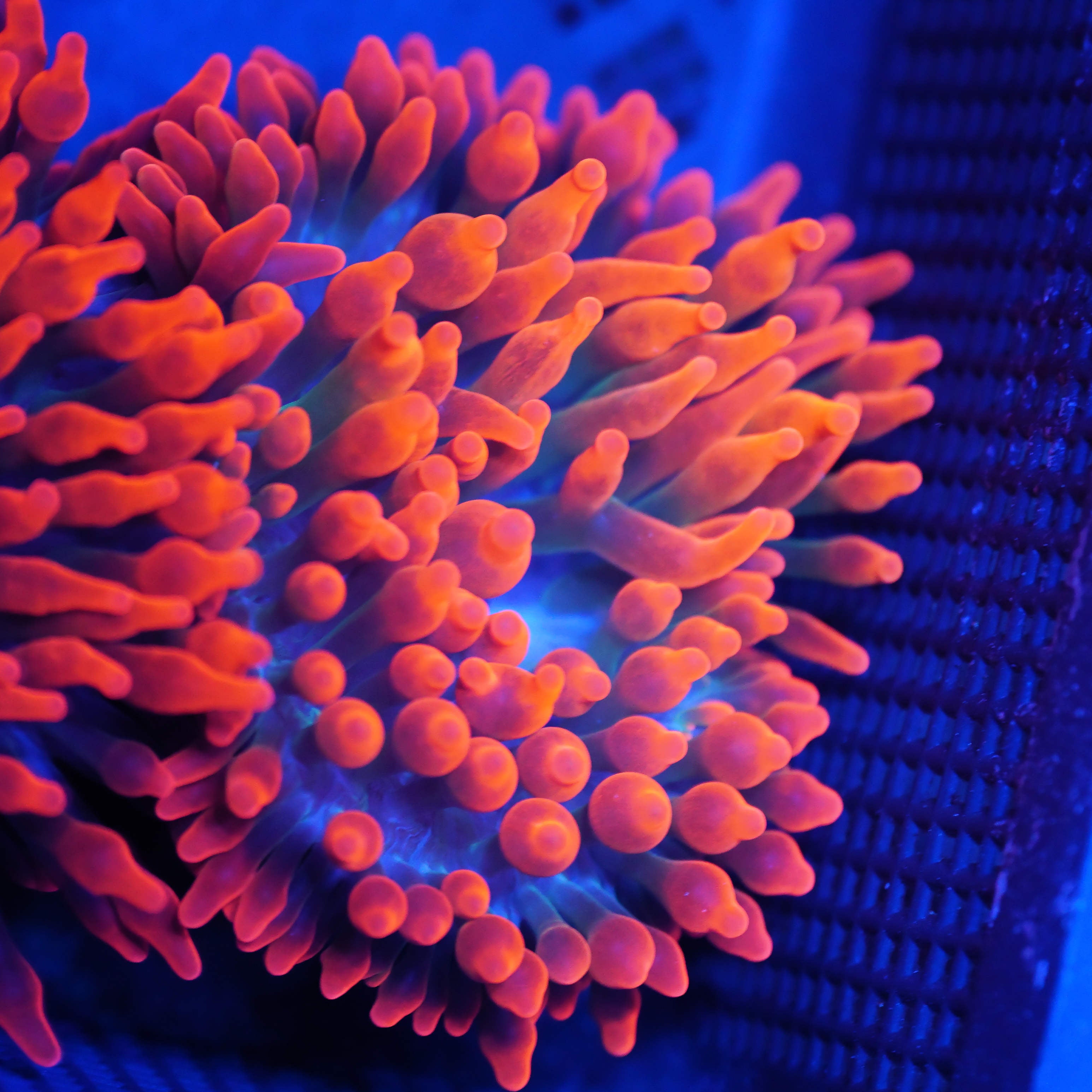 Entacmea quadricolor Kupferanemone