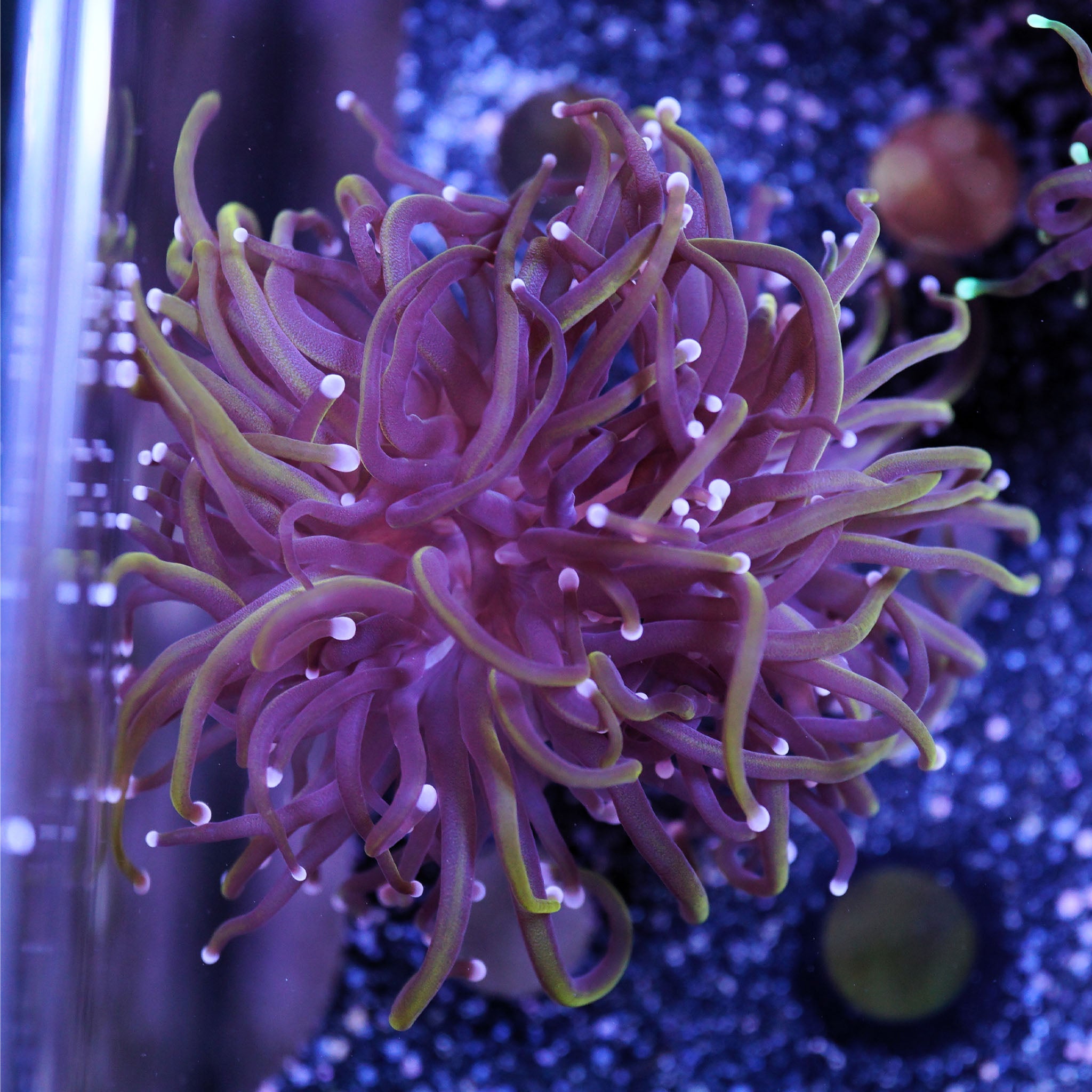Euphyllia Glabrescens Black Panther - Nachzuchtkoralle