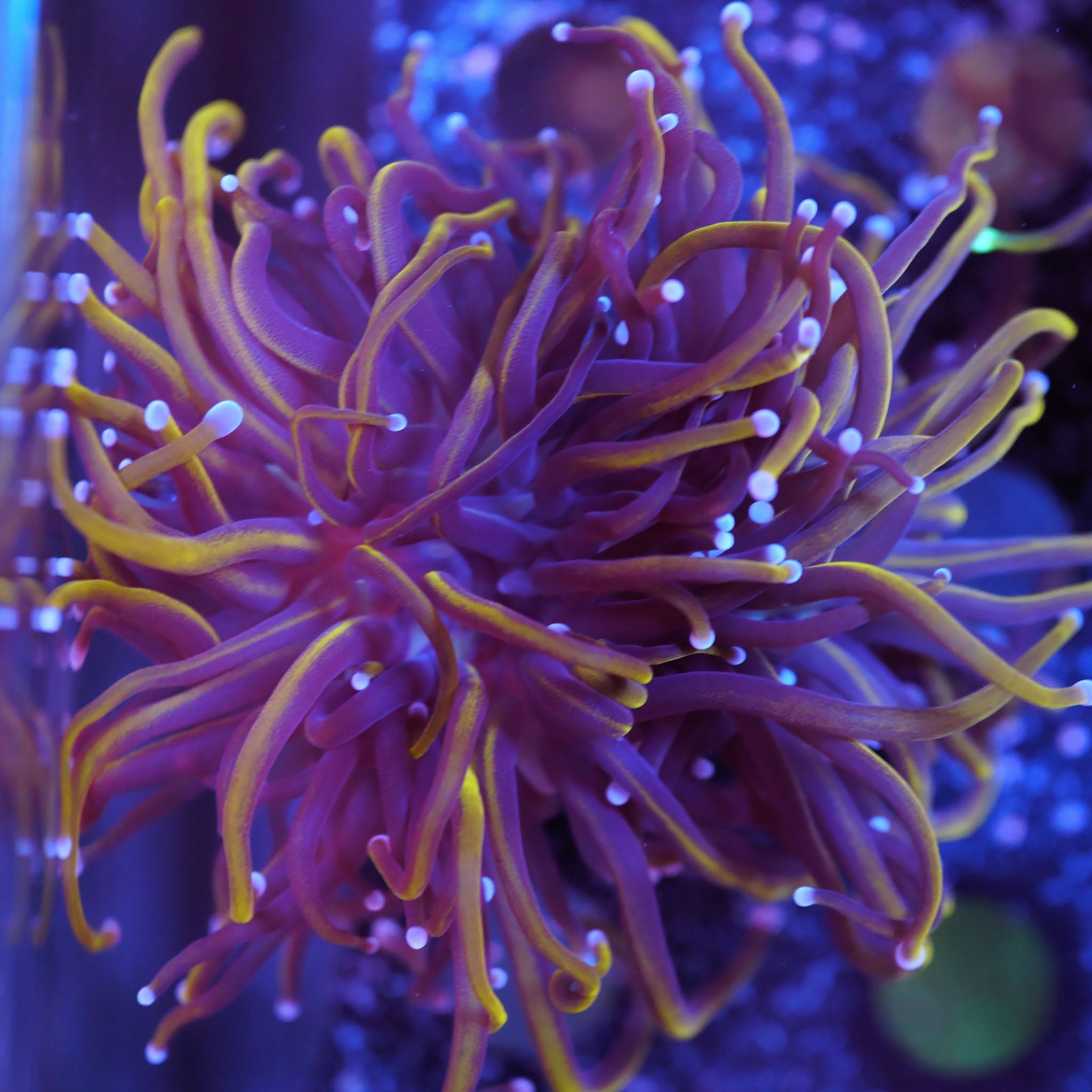 Euphyllia Glabrescens Black Panther - Nachzuchtkoralle