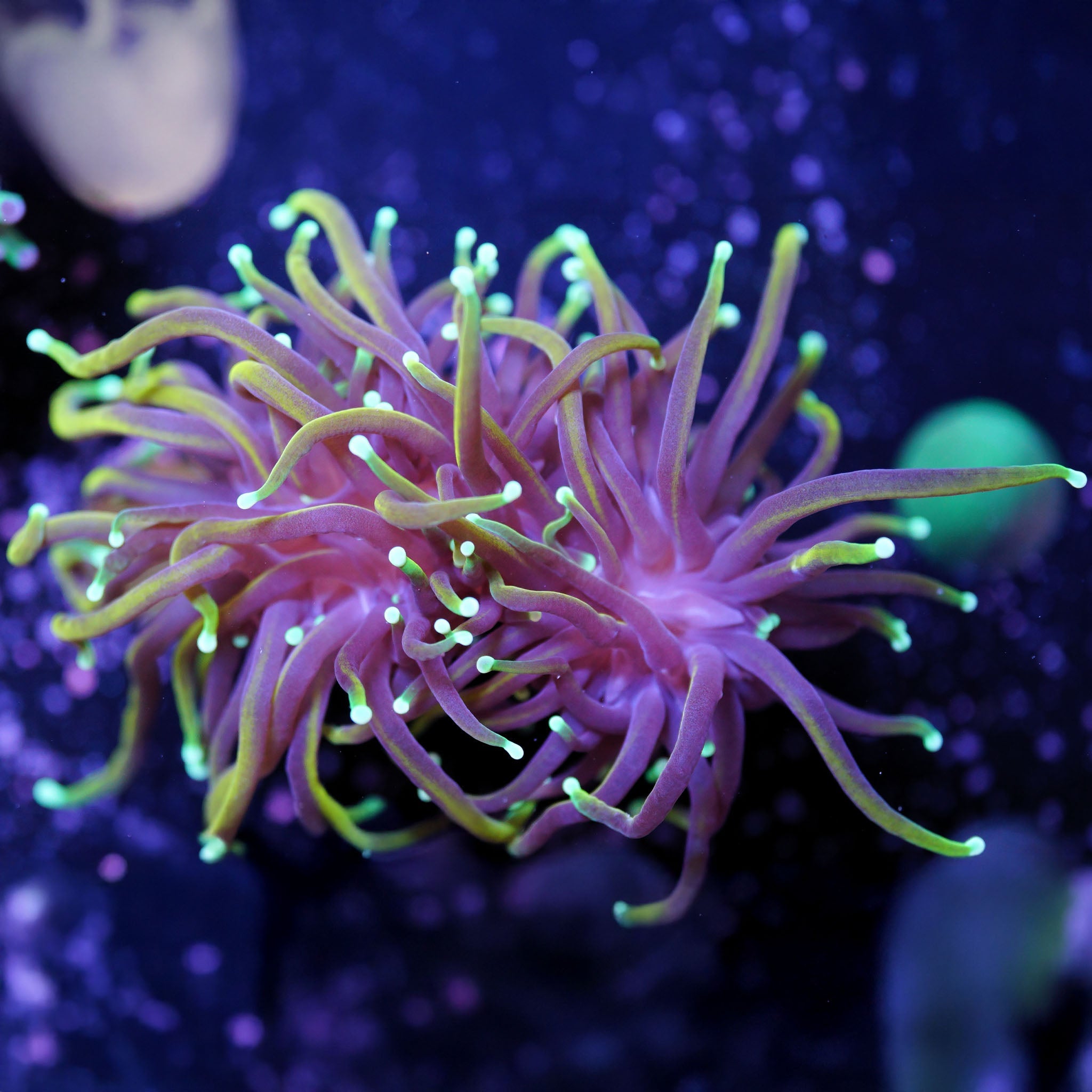 Euphyllia Glabrescens Dragon Soul - Nachzuchtkoralle