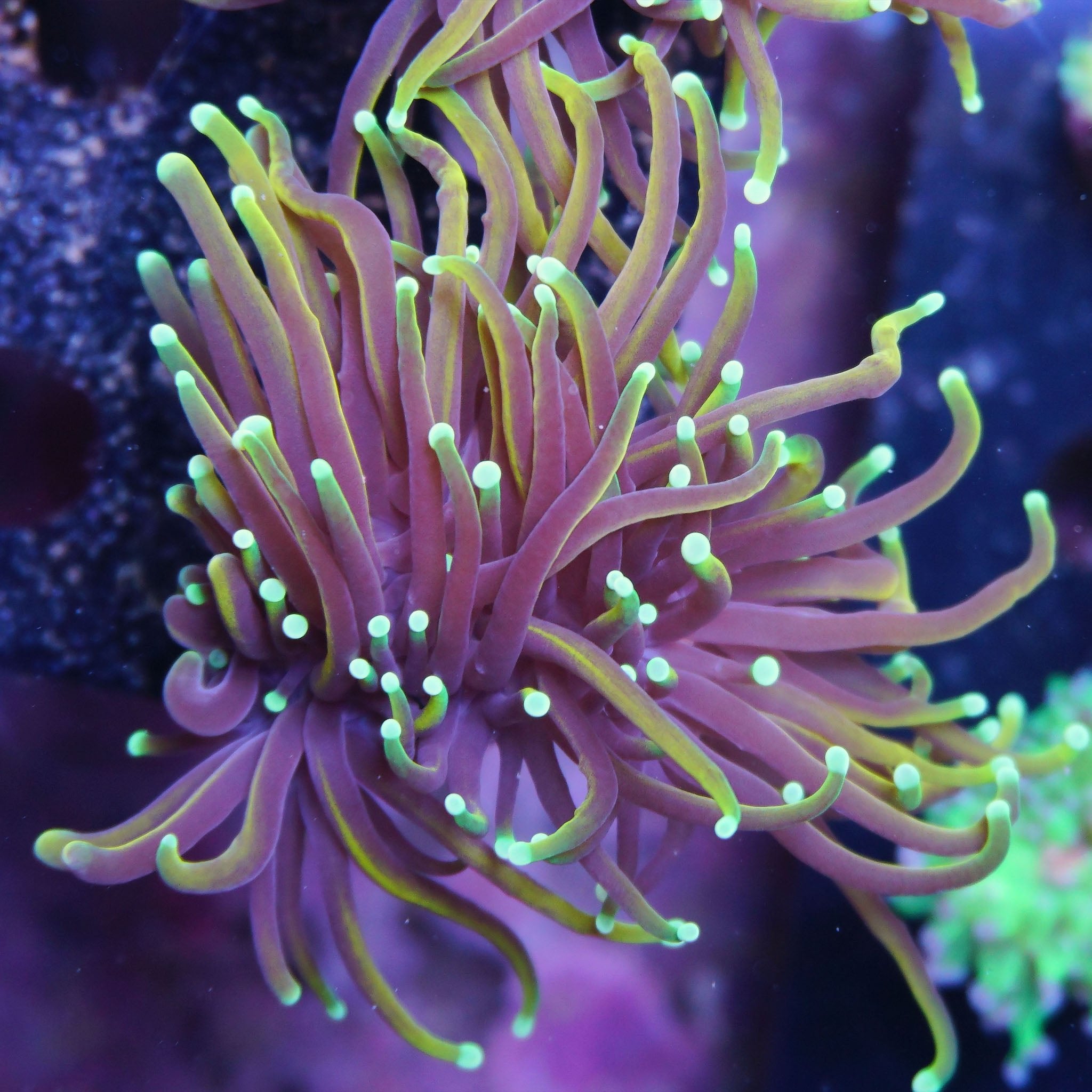 Euphyllia Glabrescens Dragon Soul - Nachzuchtkoralle