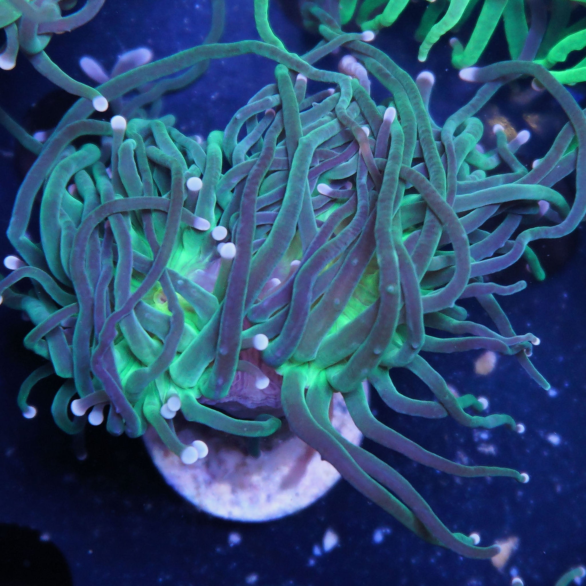 Euphyllia Glabrescens grün, neon center - Nachzuchtkoralle
