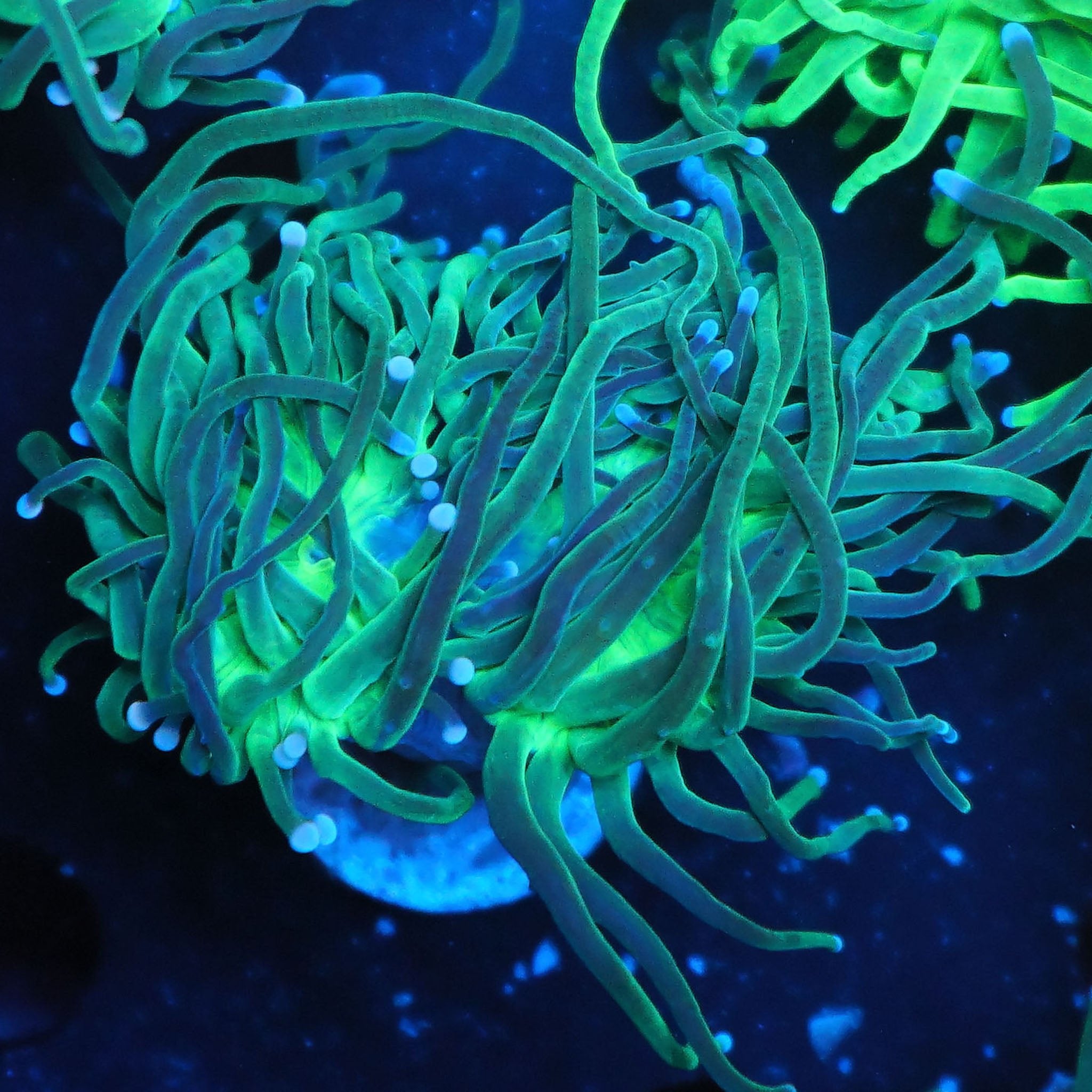 Euphyllia Glabrescens grün, neon center - Nachzuchtkoralle