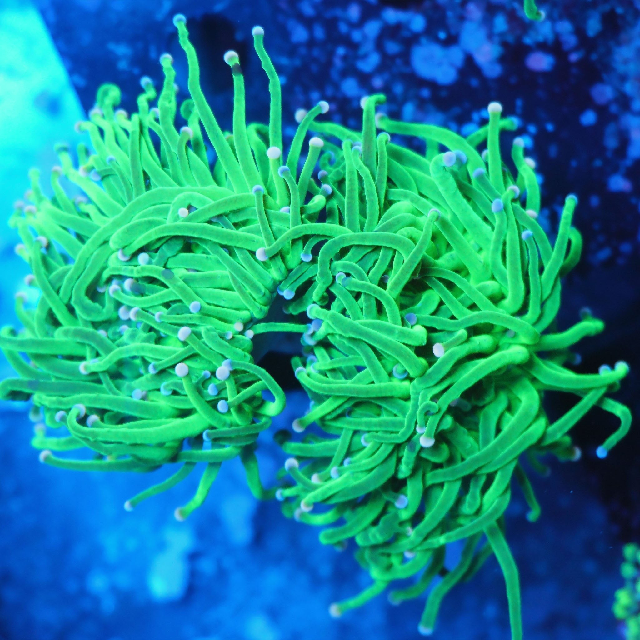 Euphyllia Glabrescens Toxic Green - Nachzuchtkoralle
