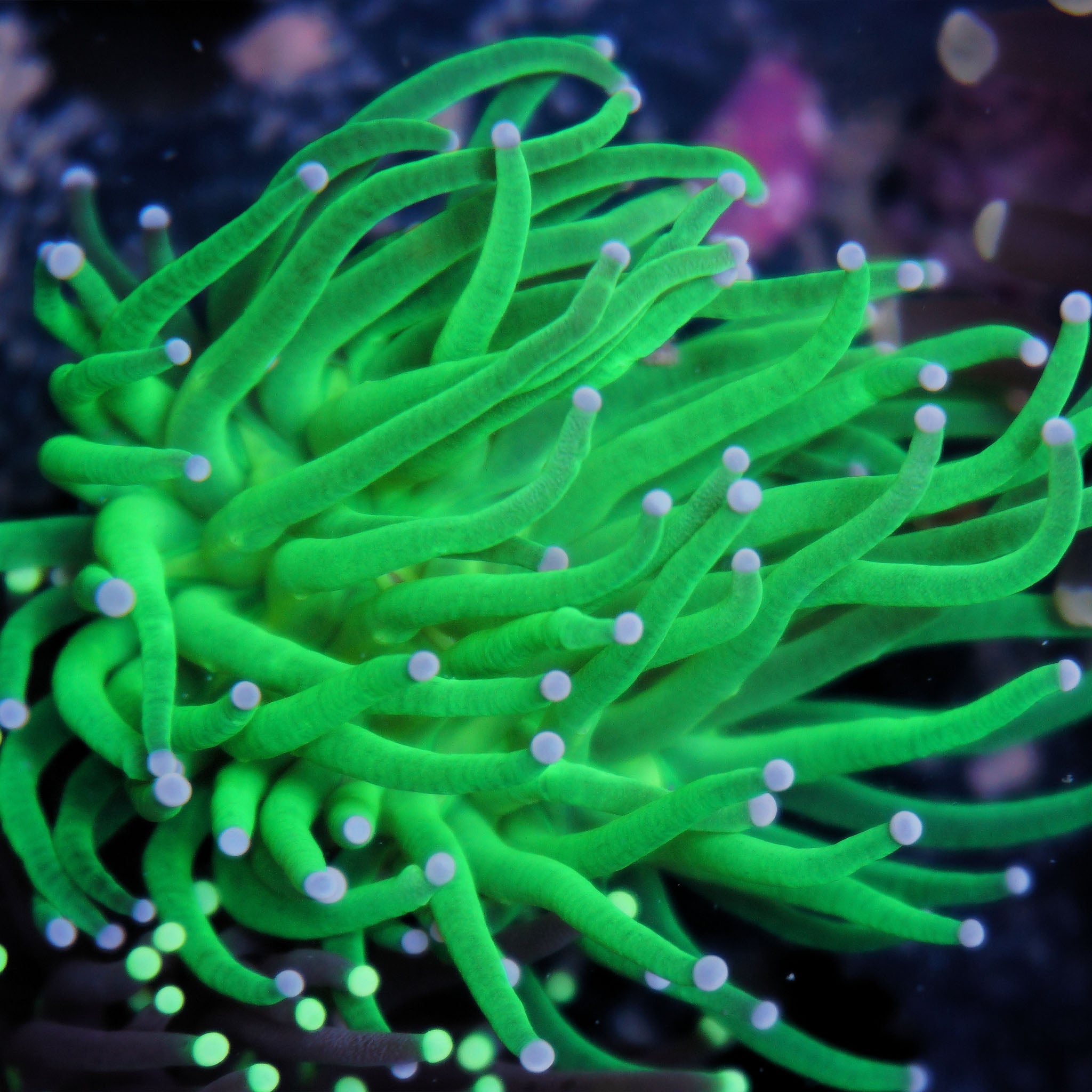 Euphyllia Glabrescens Toxic Green - Nachzuchtkoralle