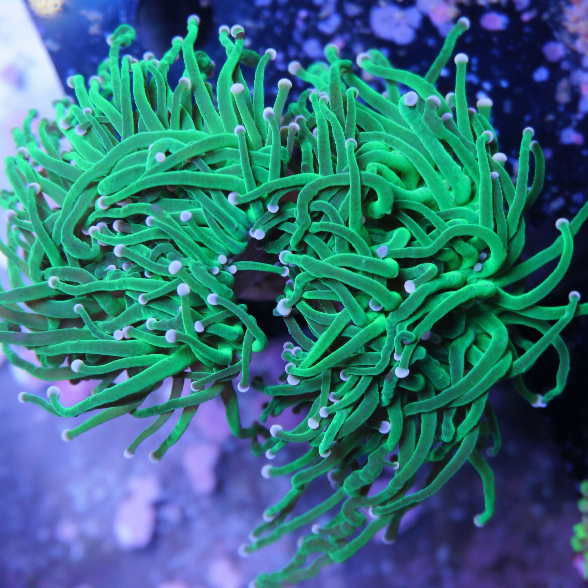 Euphyllia Glabrescens Toxic Green - Nachzuchtkoralle