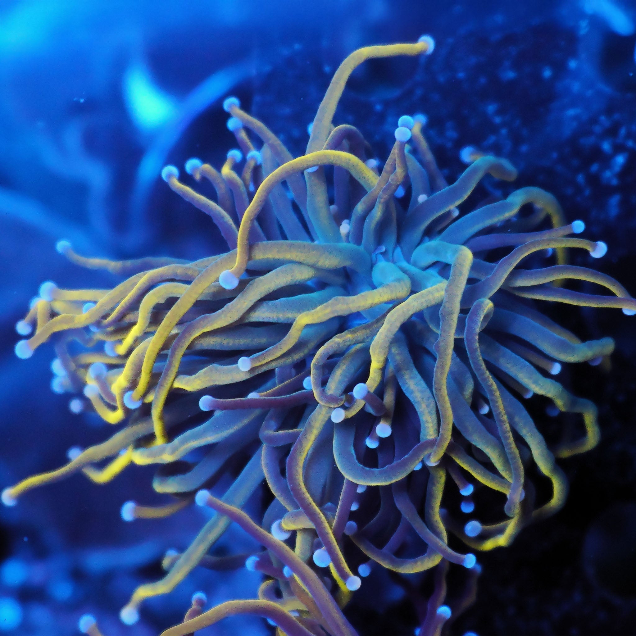 Euphyllia Glabrescens US style holy grail - Nachzuchtkoralle