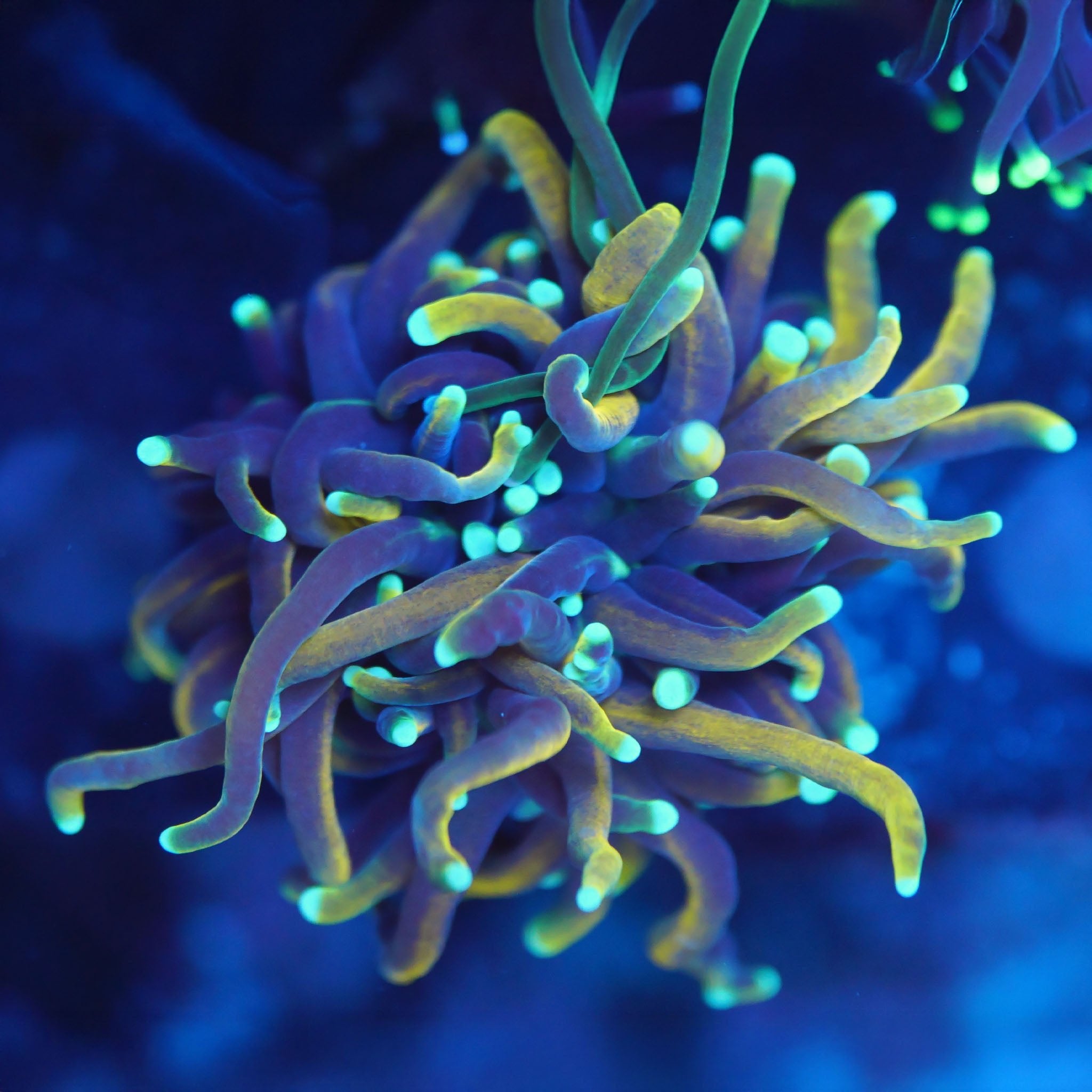 Euphyllia golden torch - Nachzuchtkoralle