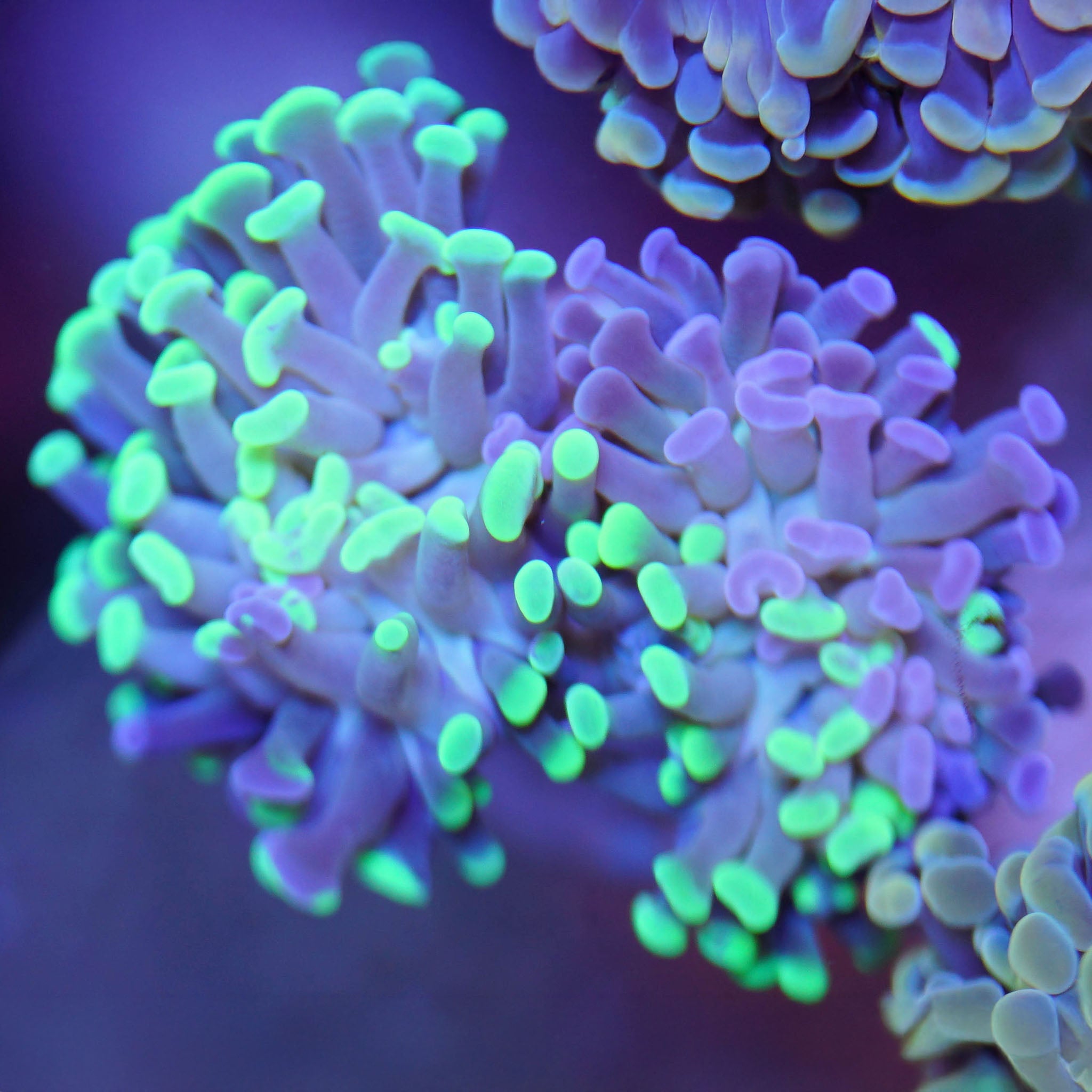 Euphyllia Paraancora bicolor - Nachzuchtkoralle